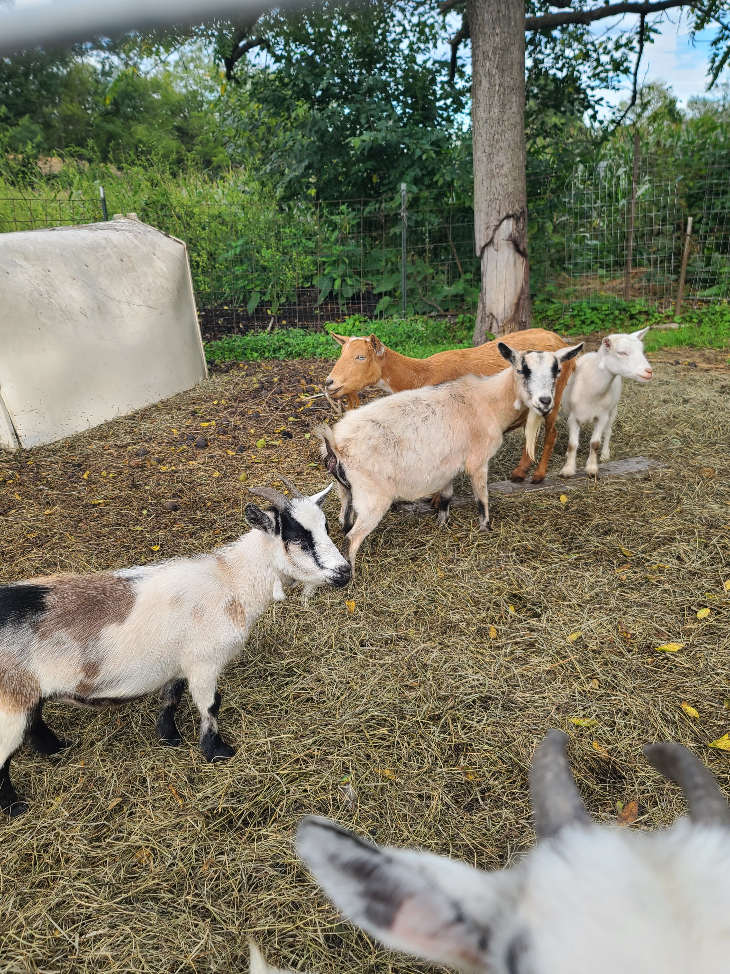 Pygmy goats image 2