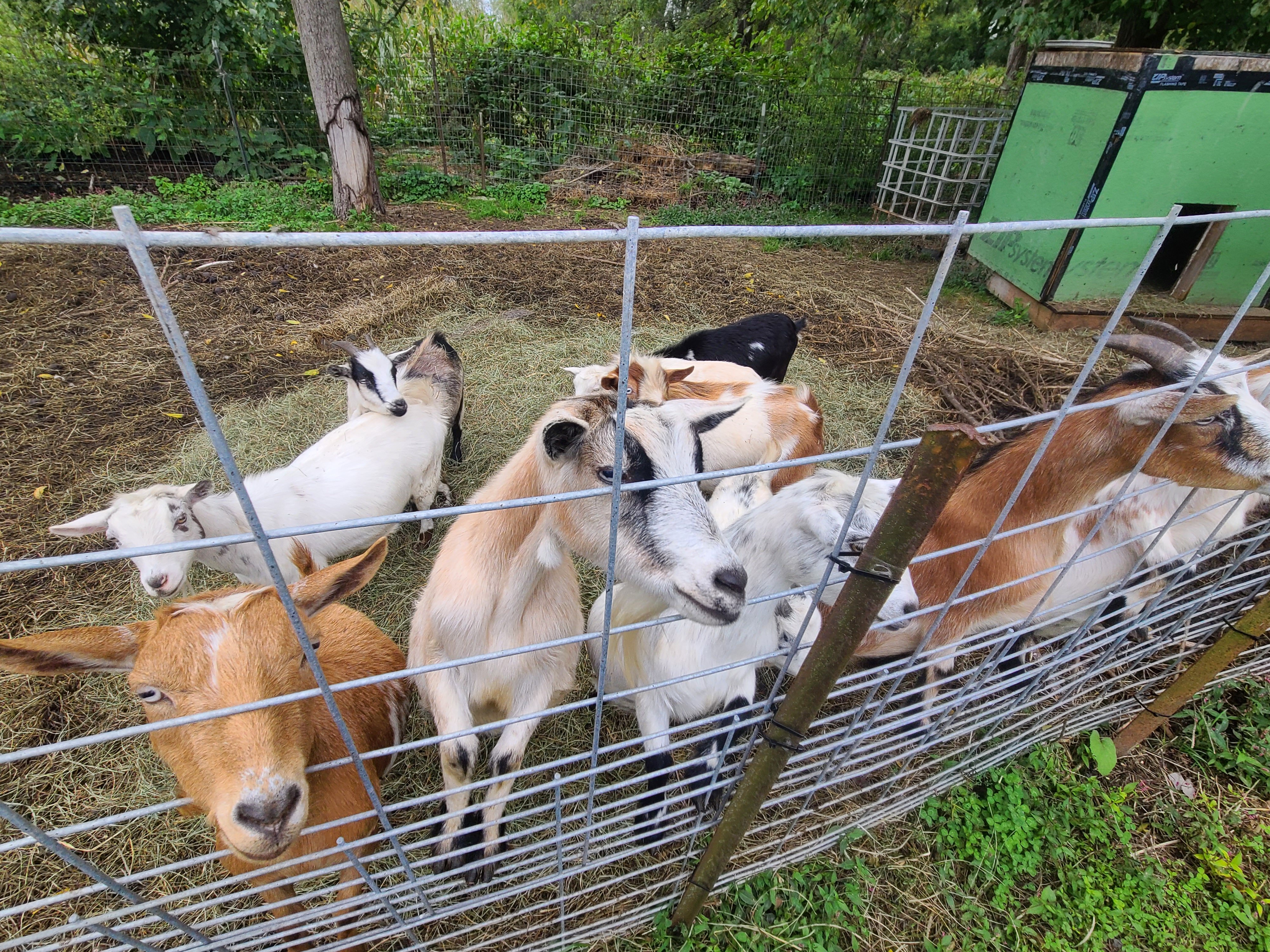 Pygmy goats image 1