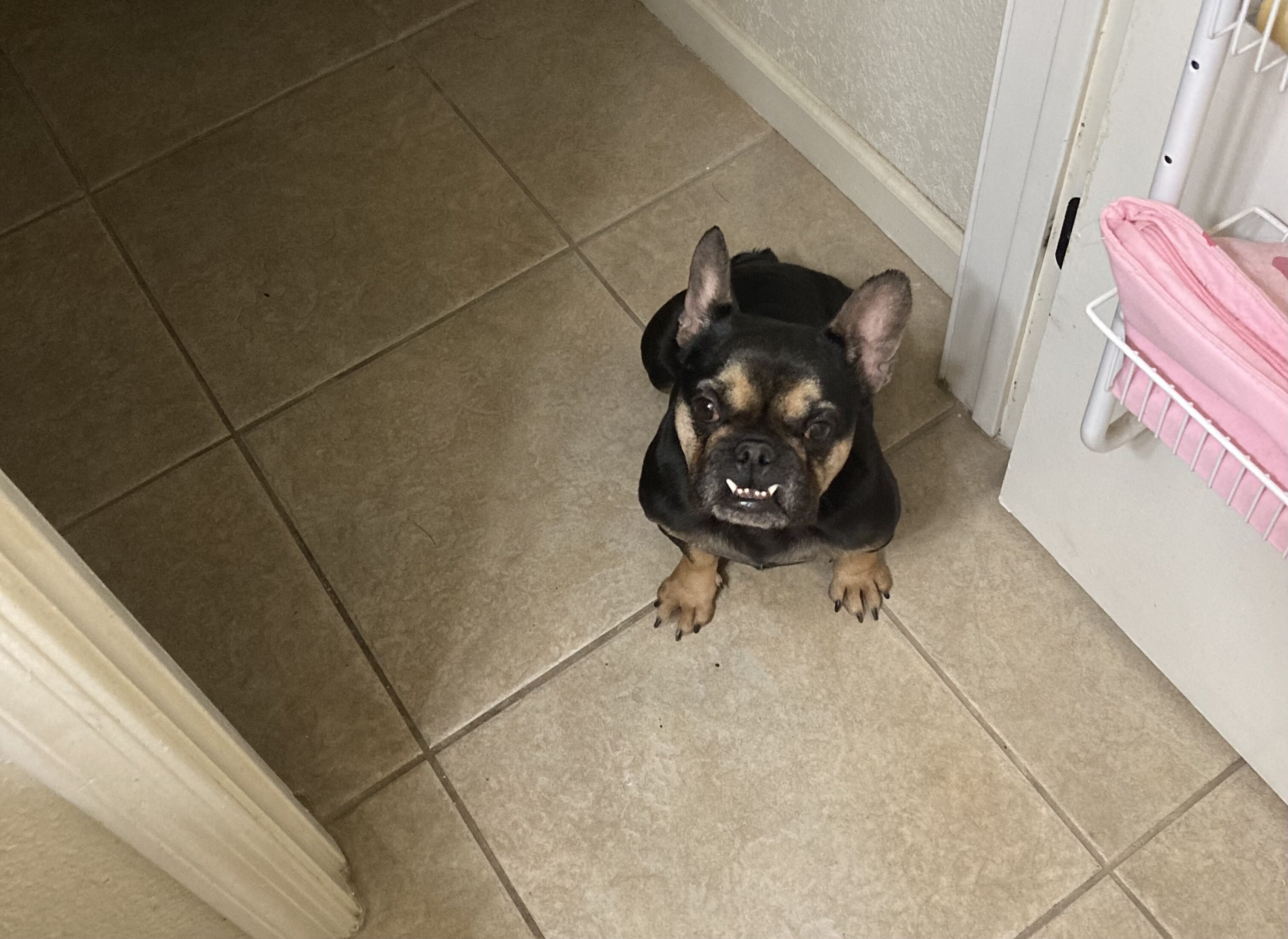 Black and Tan French Bulldog (Female) image 1