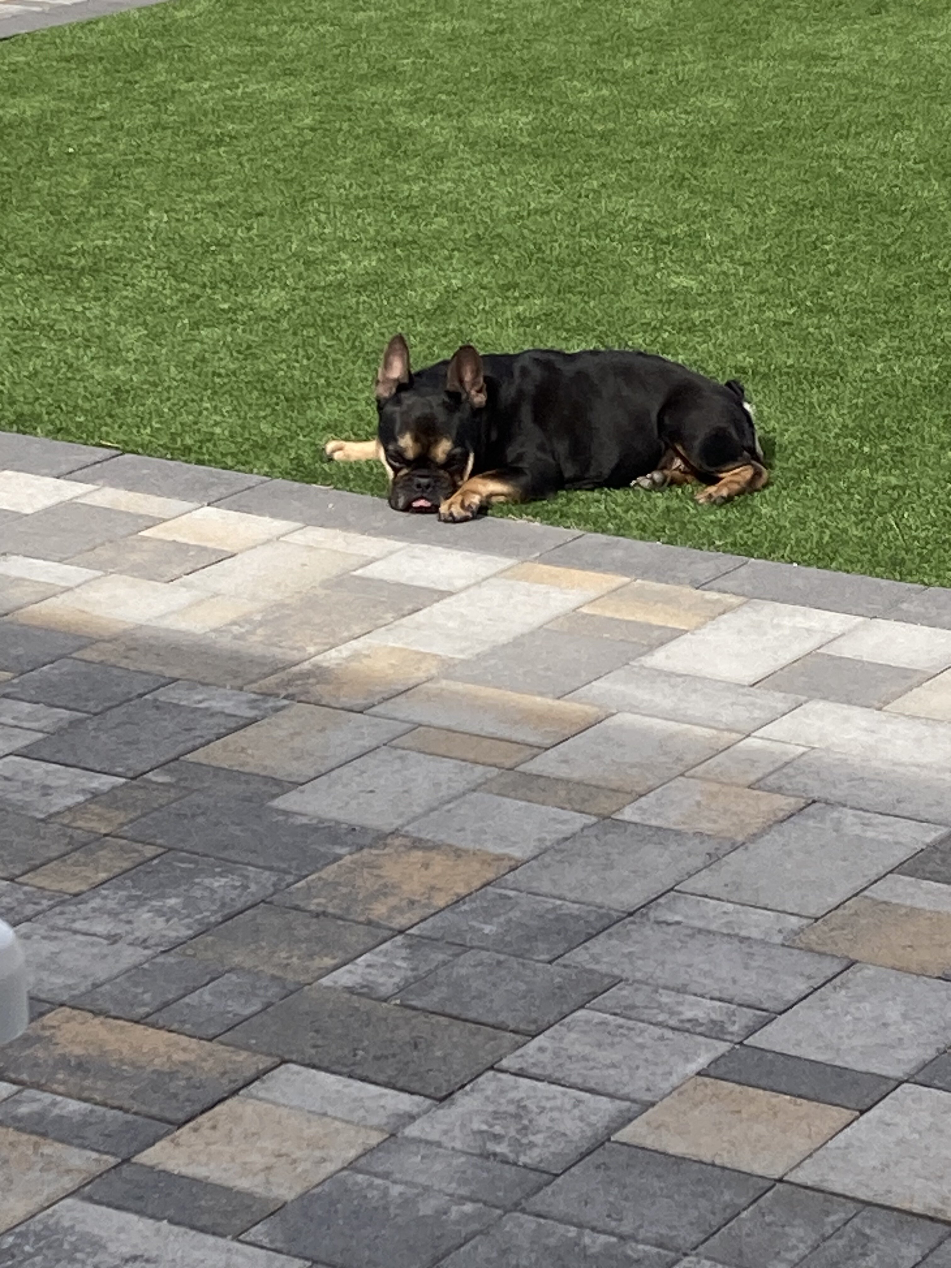 Black and Tan French Bulldog (Female) image 4