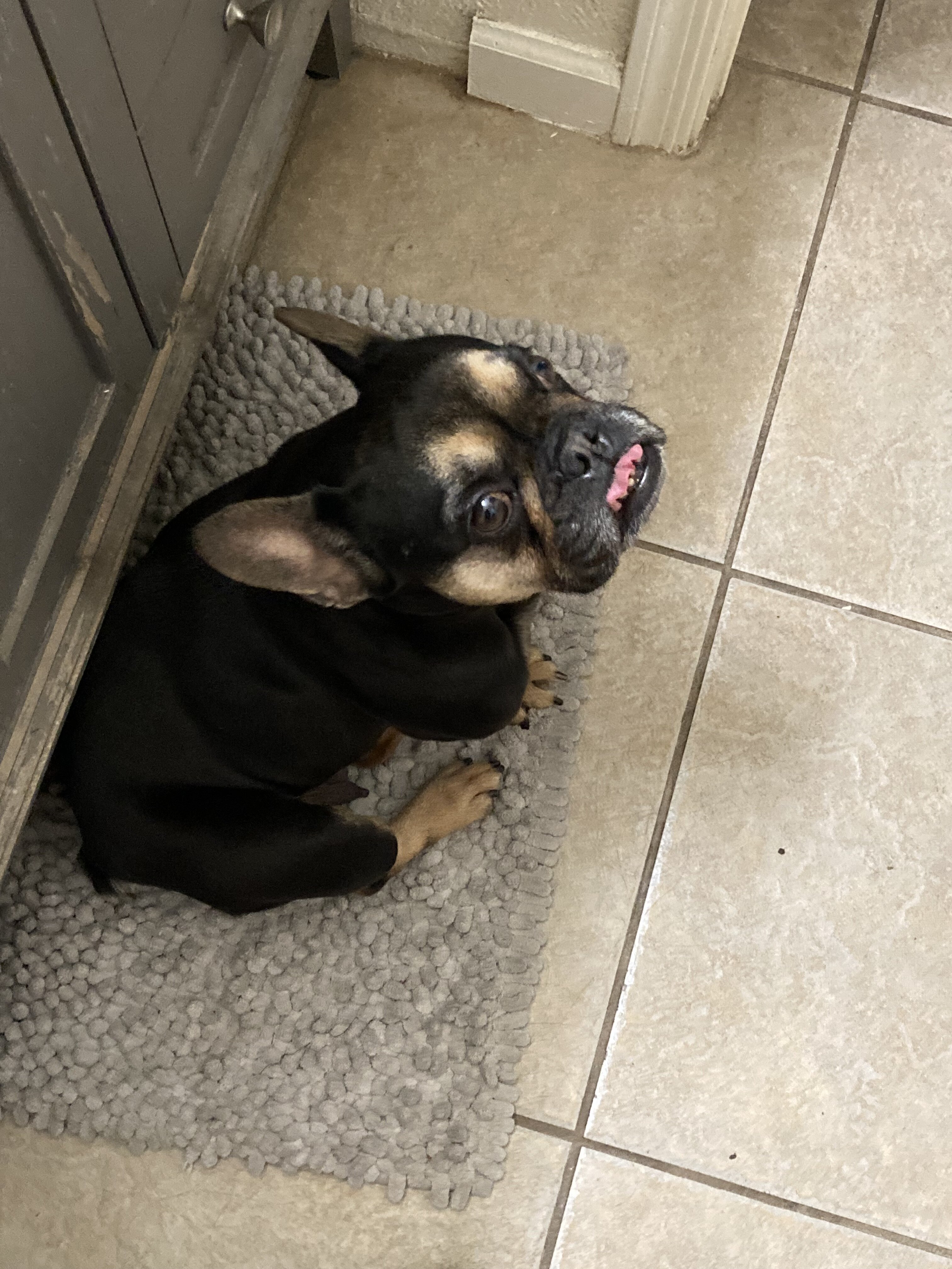 Black and Tan French Bulldog (Female) image 3
