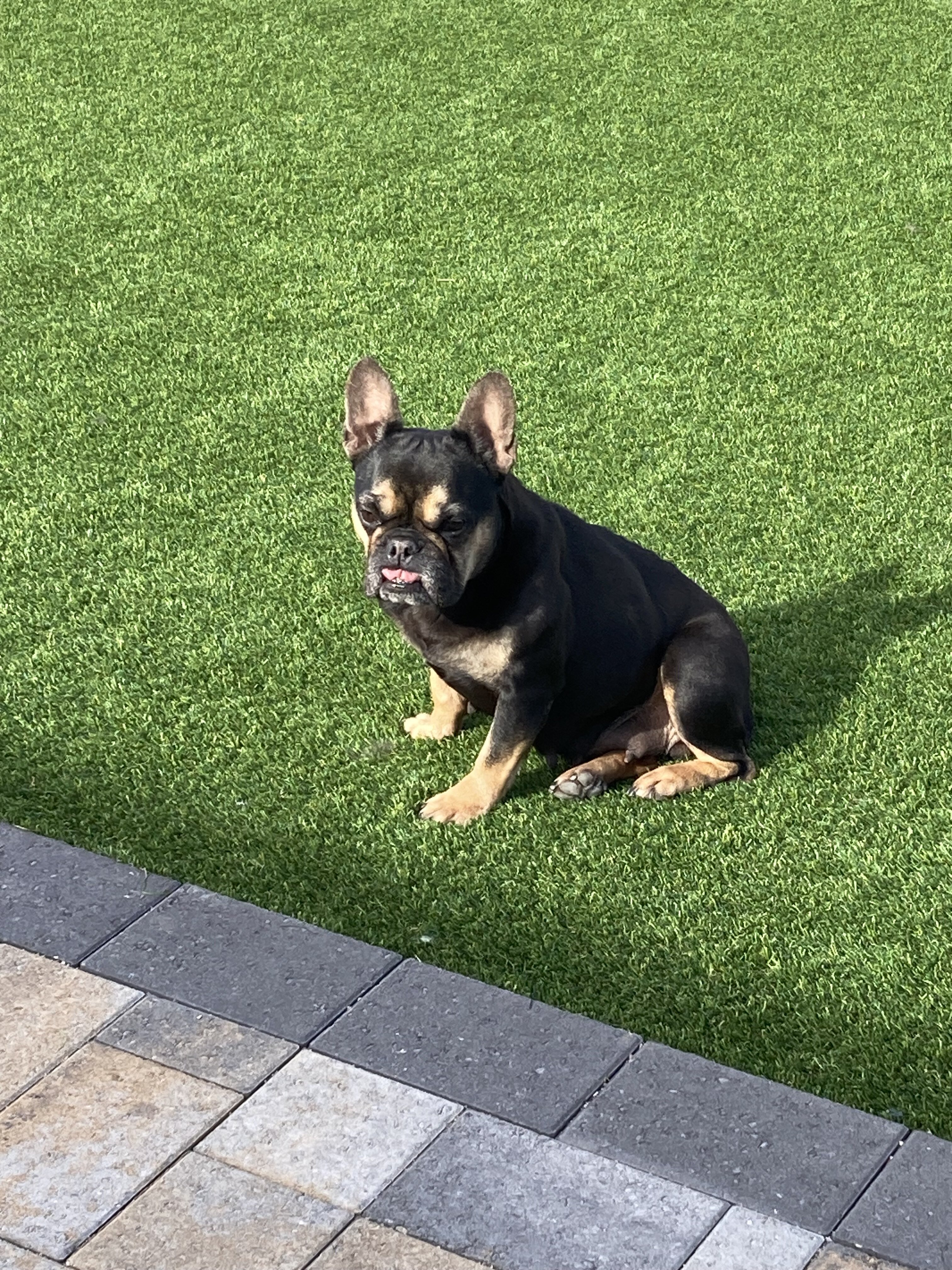 Black and Tan French Bulldog (Female) image 2