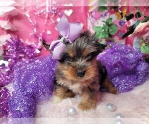 Puppy for adoption. image 4