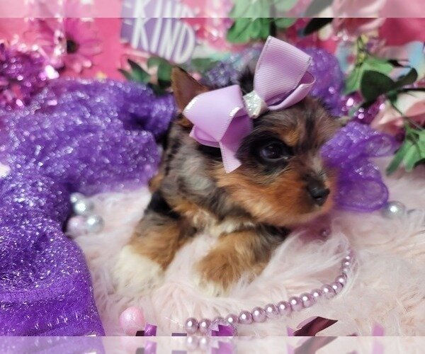 Puppy for adoption. image 3