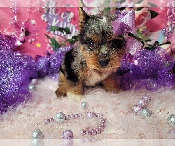 Puppy for adoption. image 2