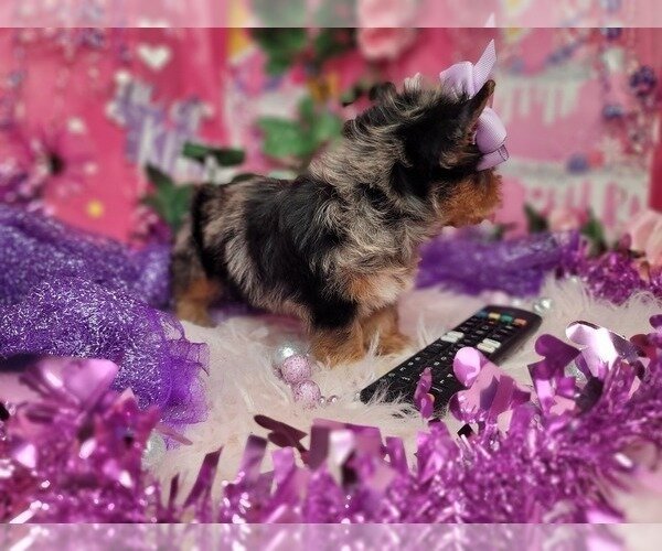 Puppy for adoption. image 1