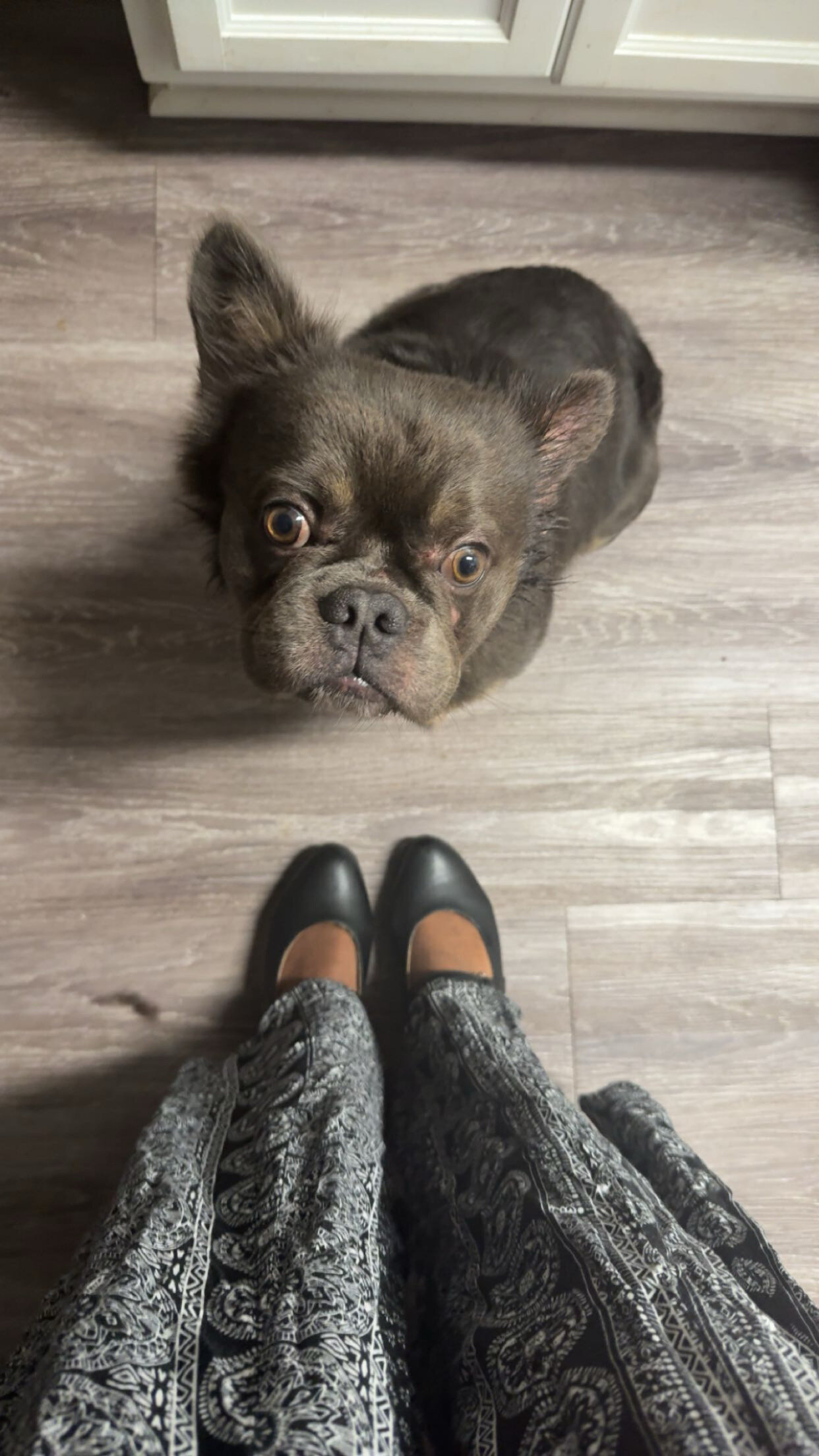 Fluffy French Bulldog image 5