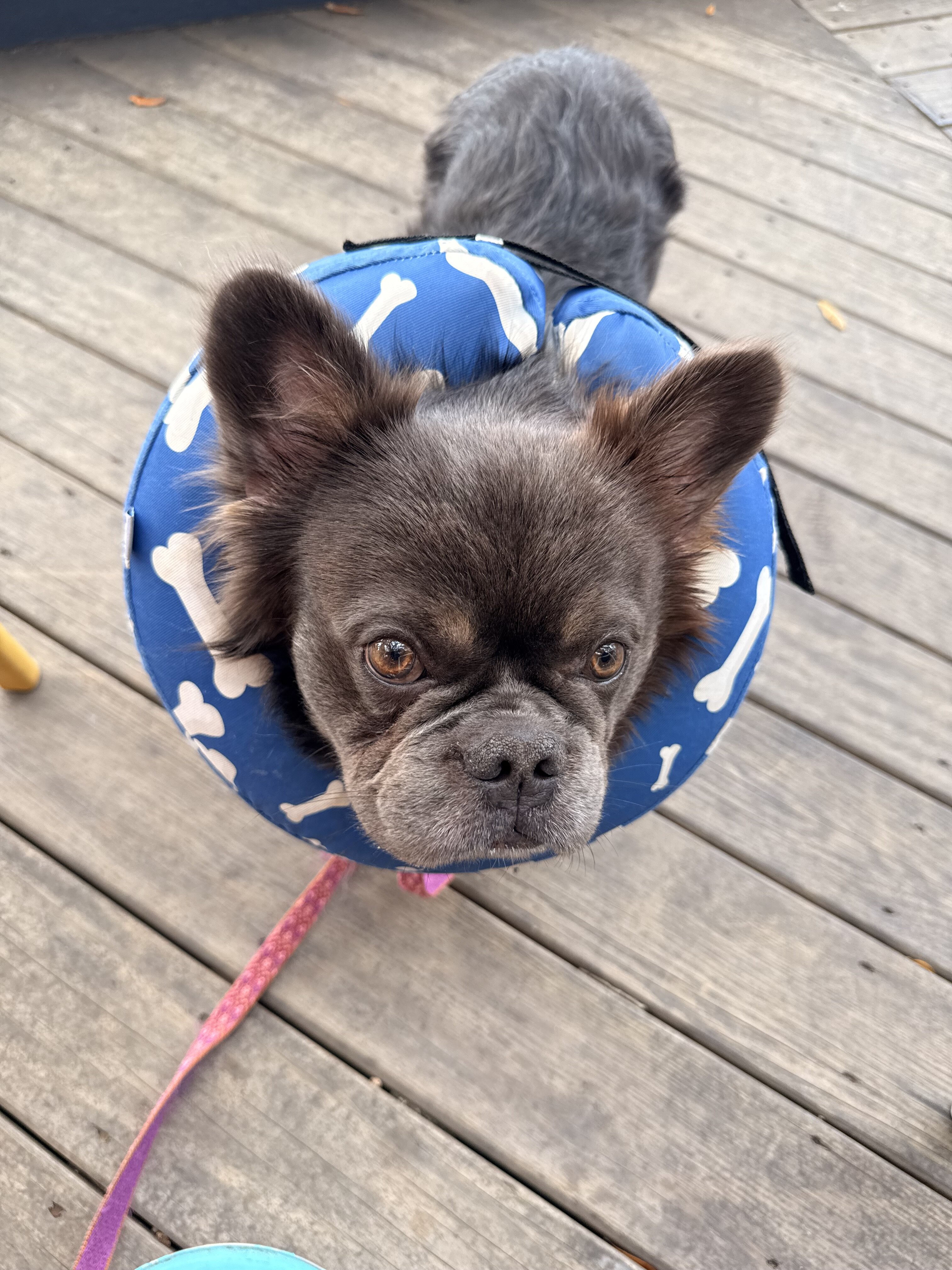 Fluffy French Bulldog image 6