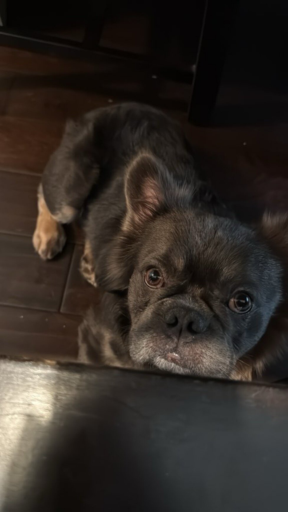 Fluffy French Bulldog image 7
