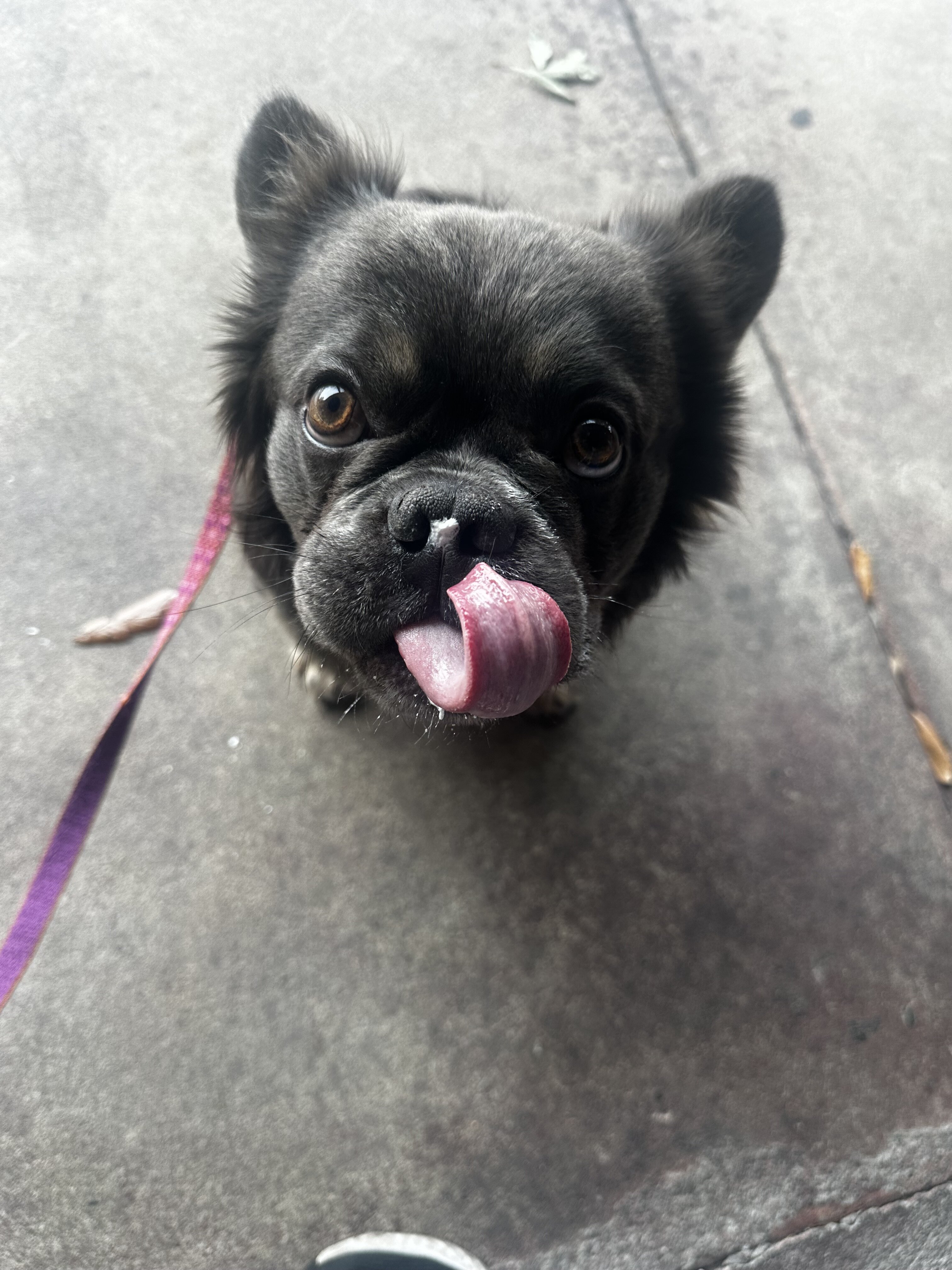 Fluffy French Bulldog image 3