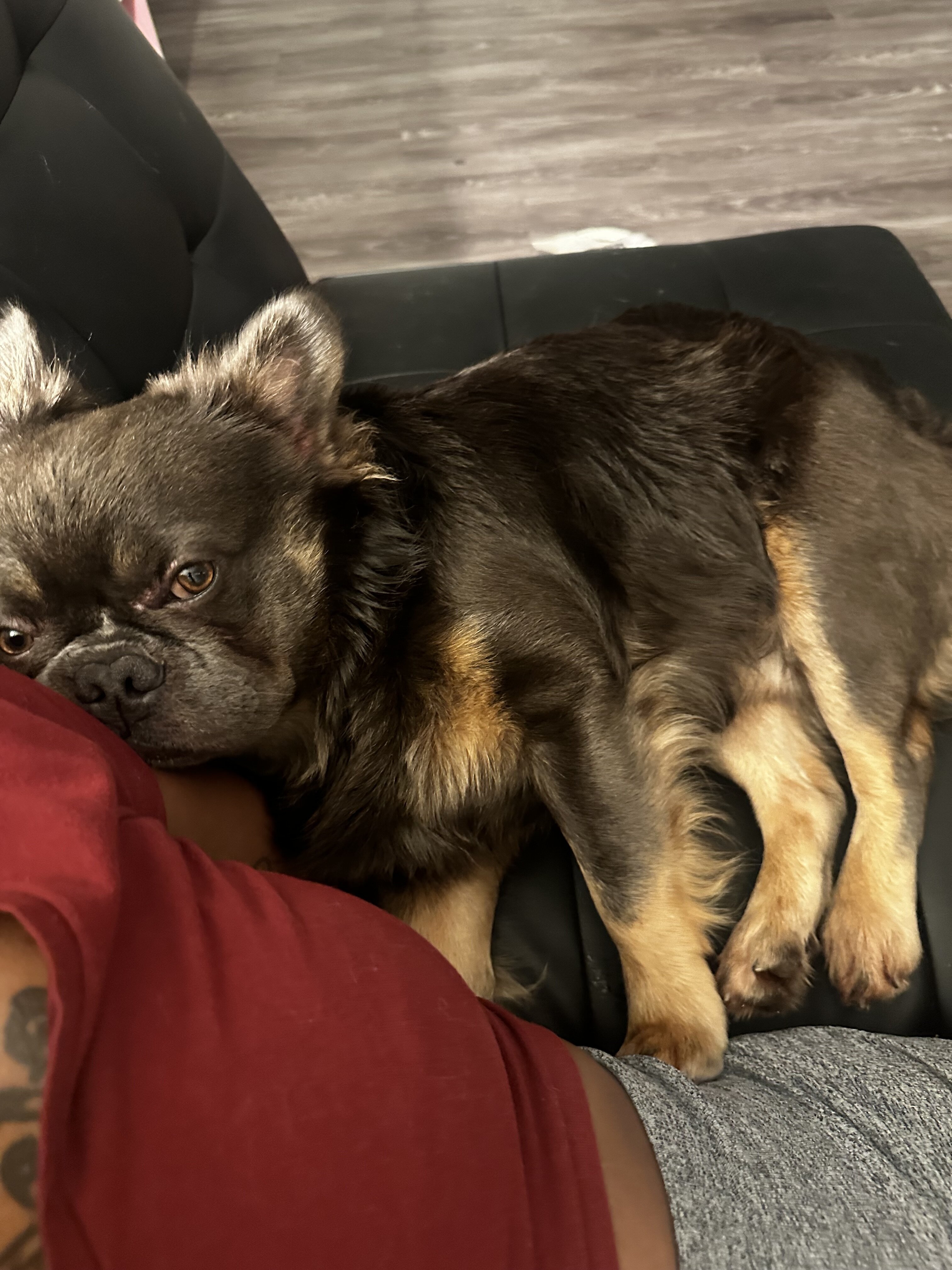 Fluffy French Bulldog image 4