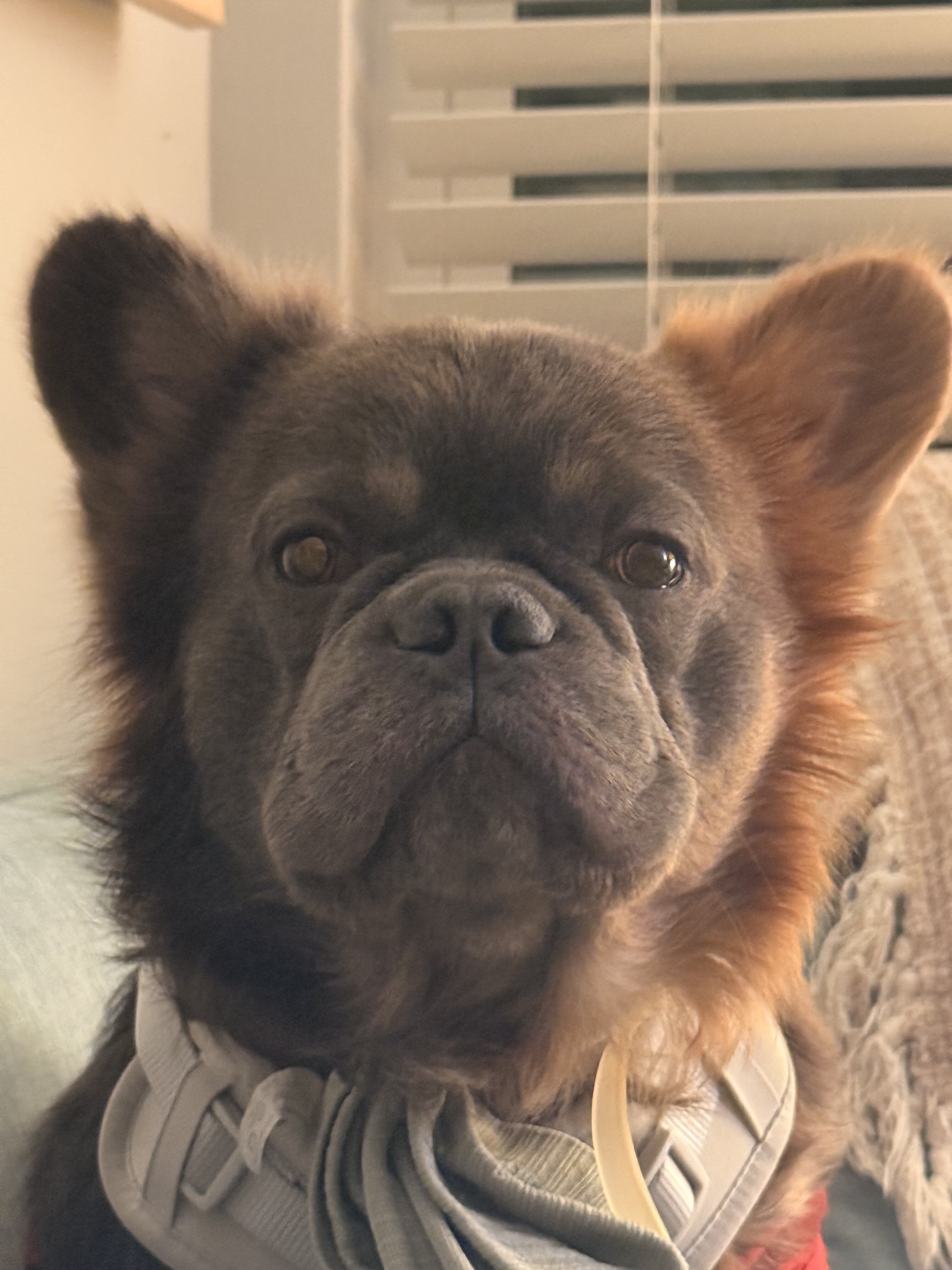 Fluffy French Bulldog image 8