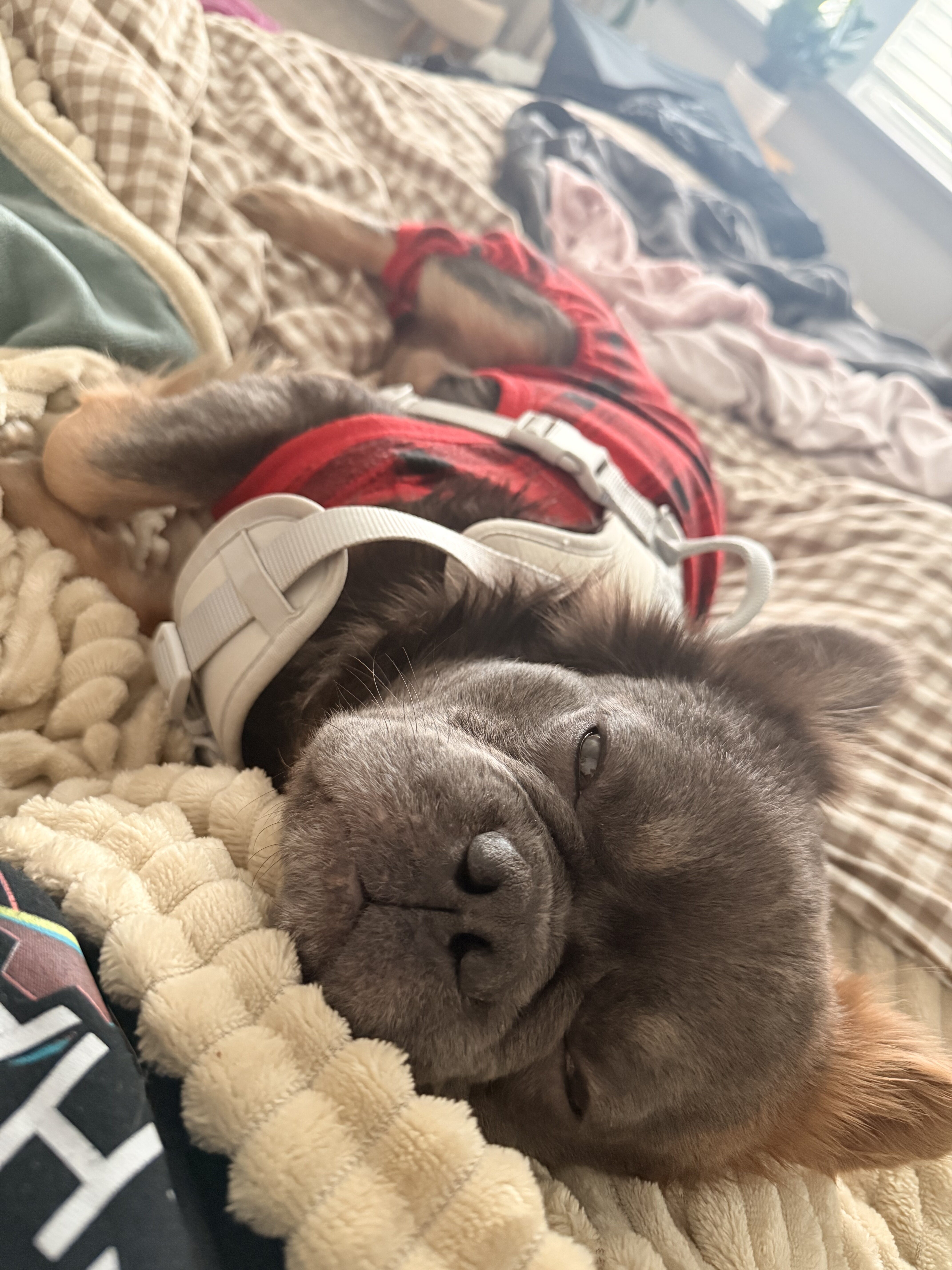 Fluffy French Bulldog image 9