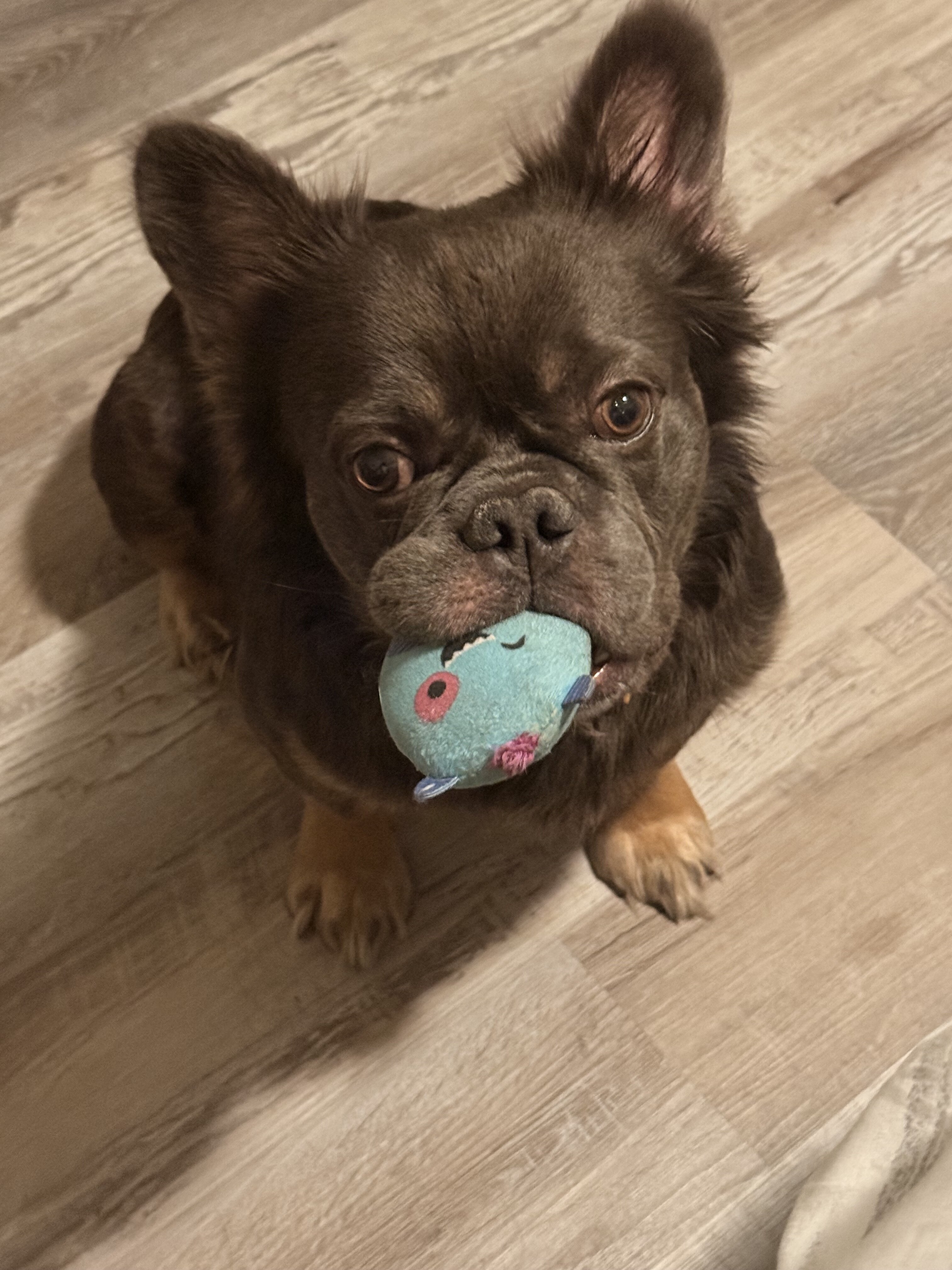 Fluffy French Bulldog image 2
