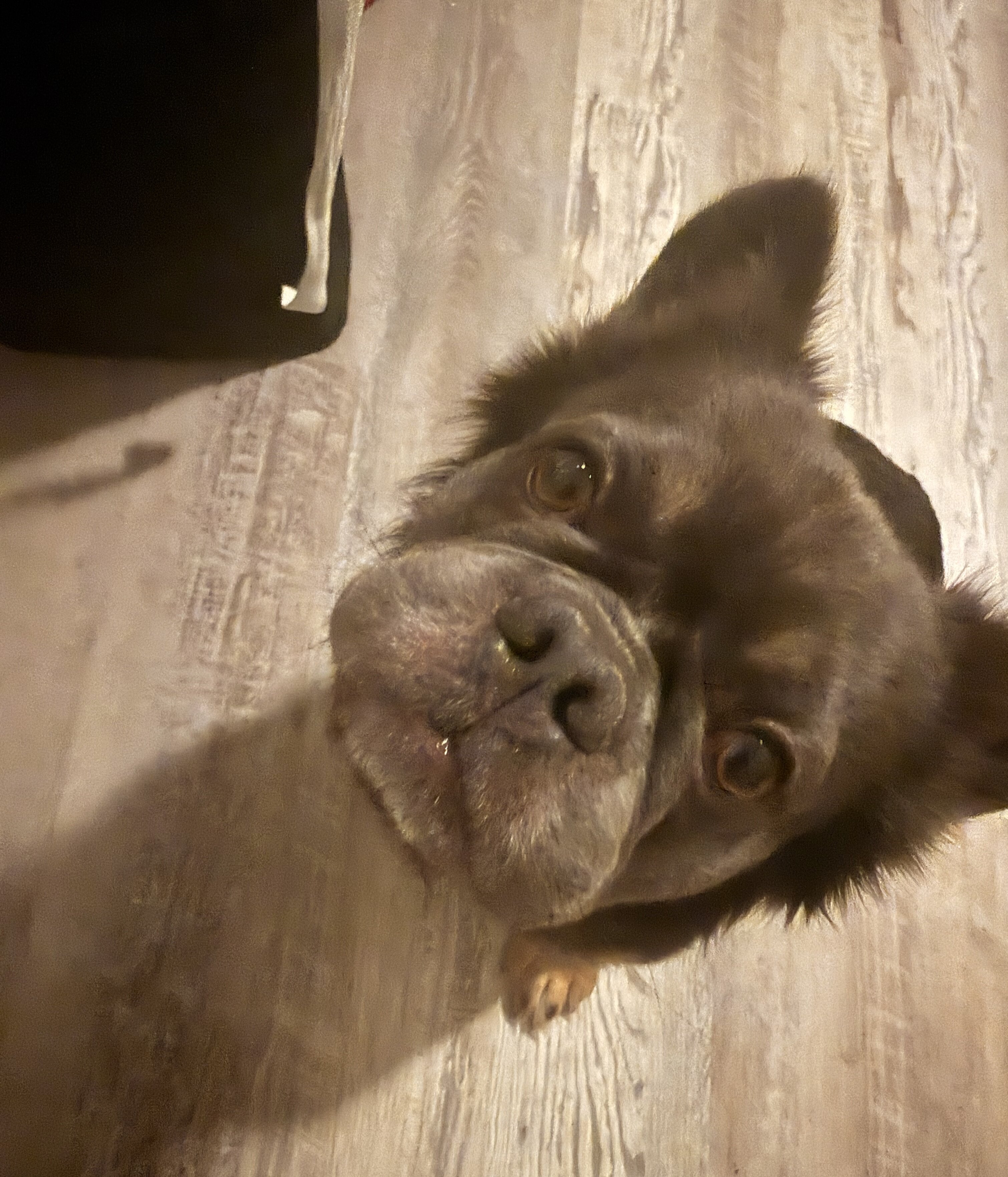Fluffy French Bulldog image 1