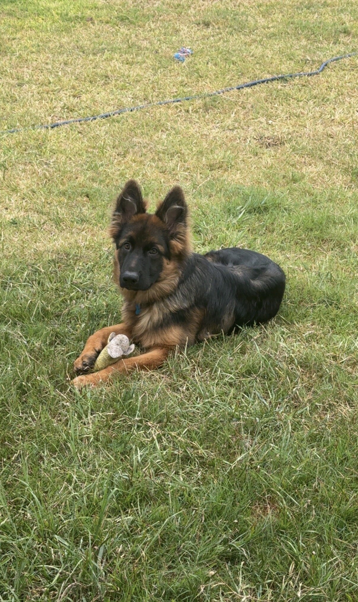 German shepherd puppy 6mo image 1