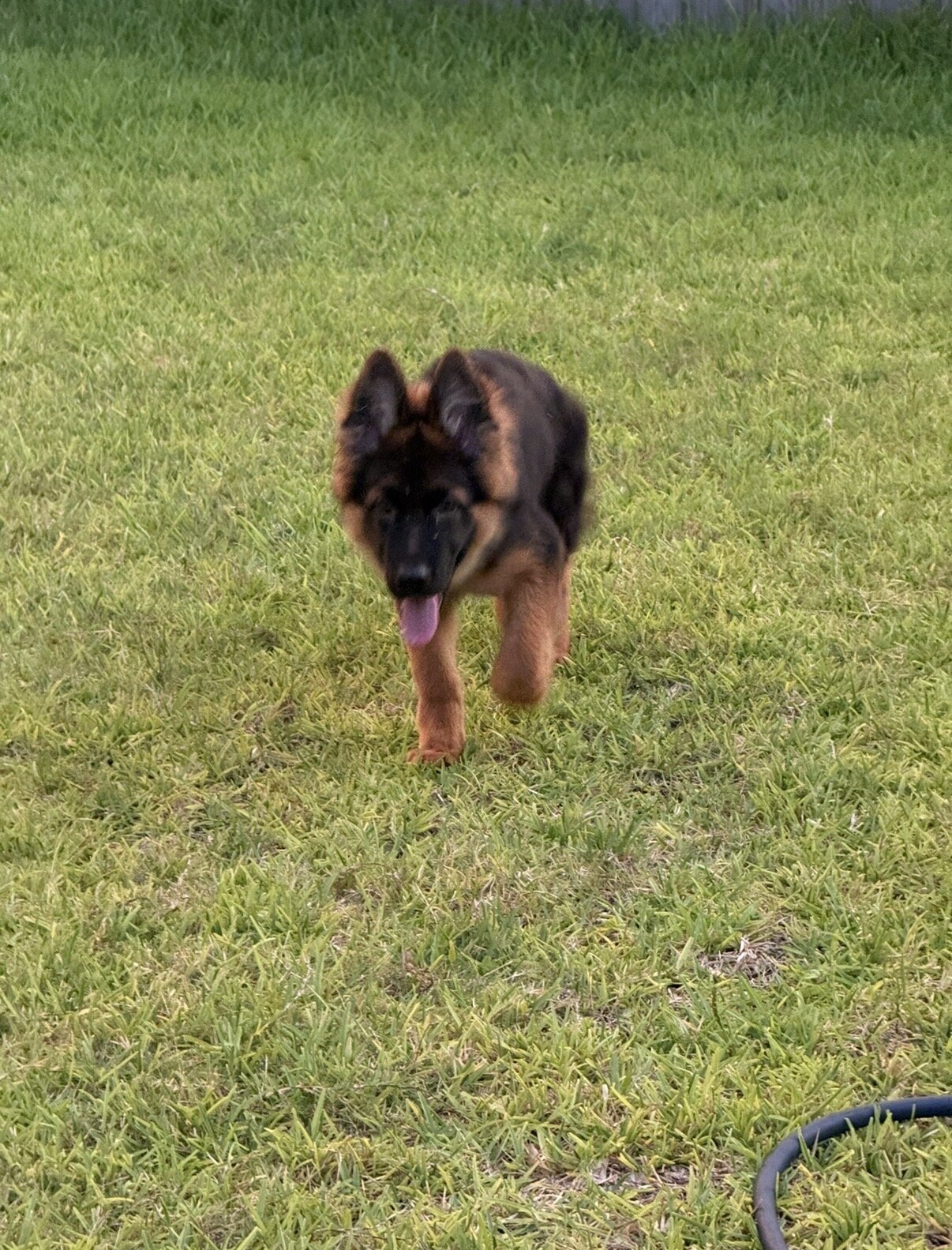 German shepherd puppy 6mo image 3
