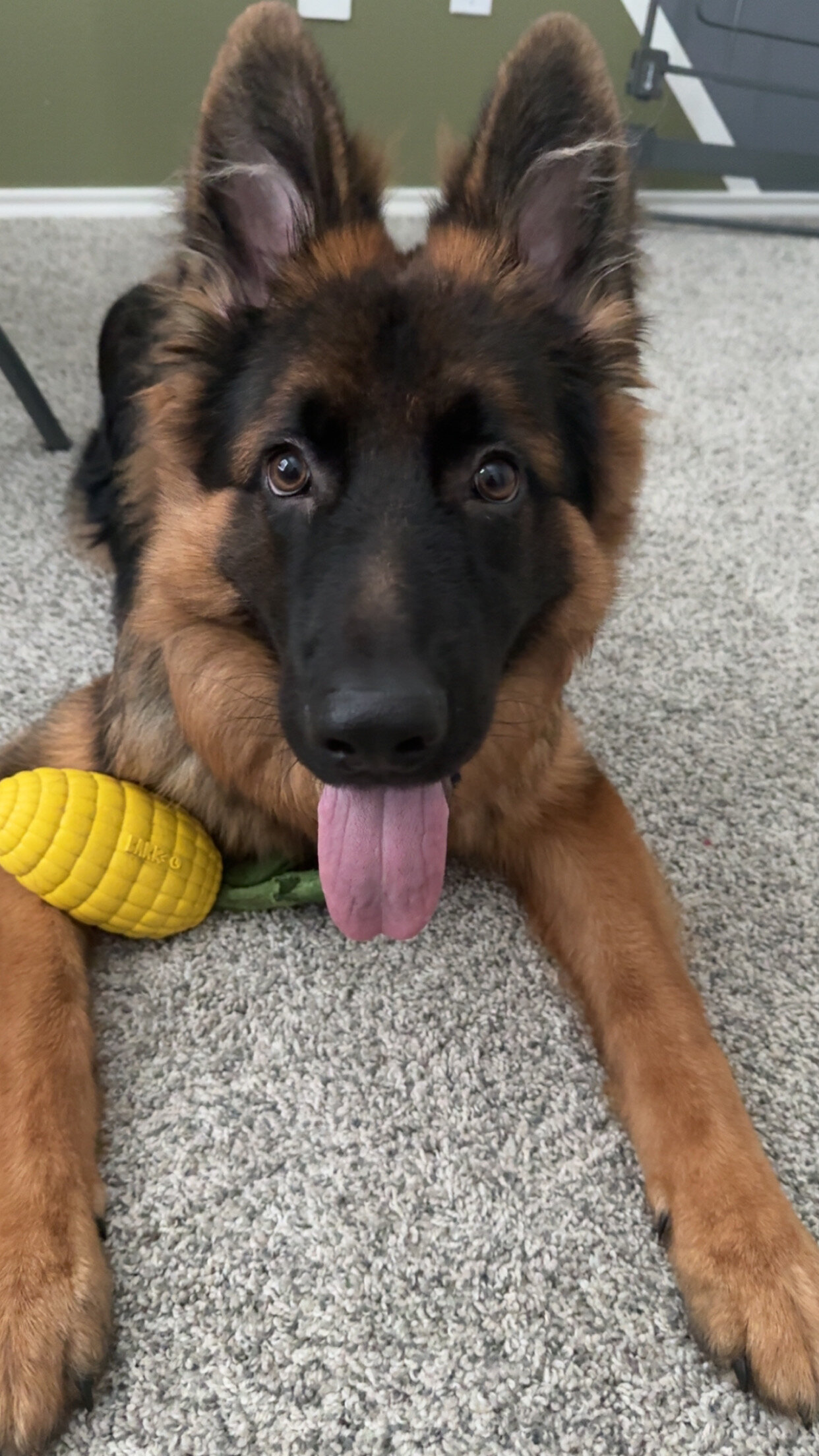 German shepherd puppy 6mo image 2
