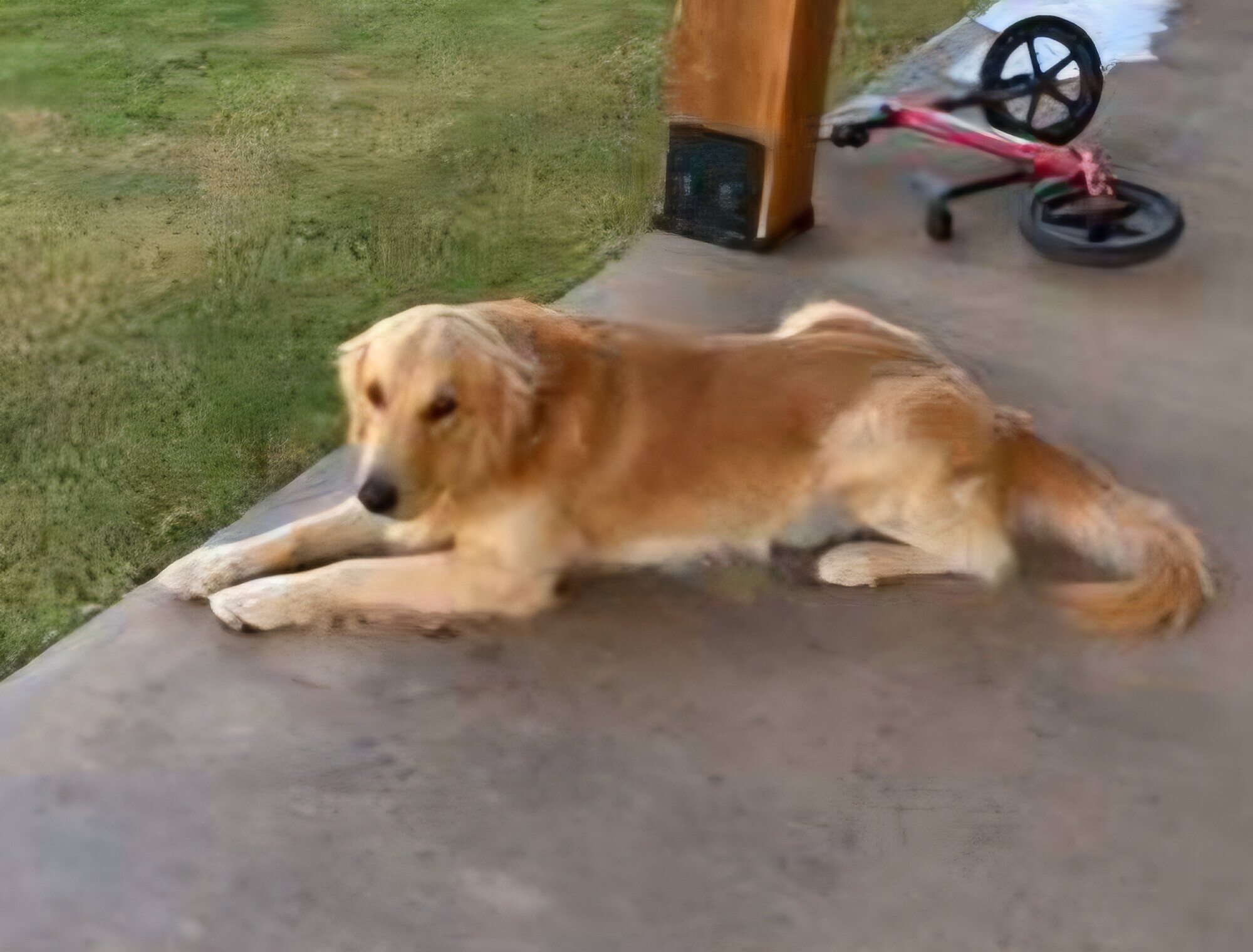 Golden Retriever 2 year old male image 2