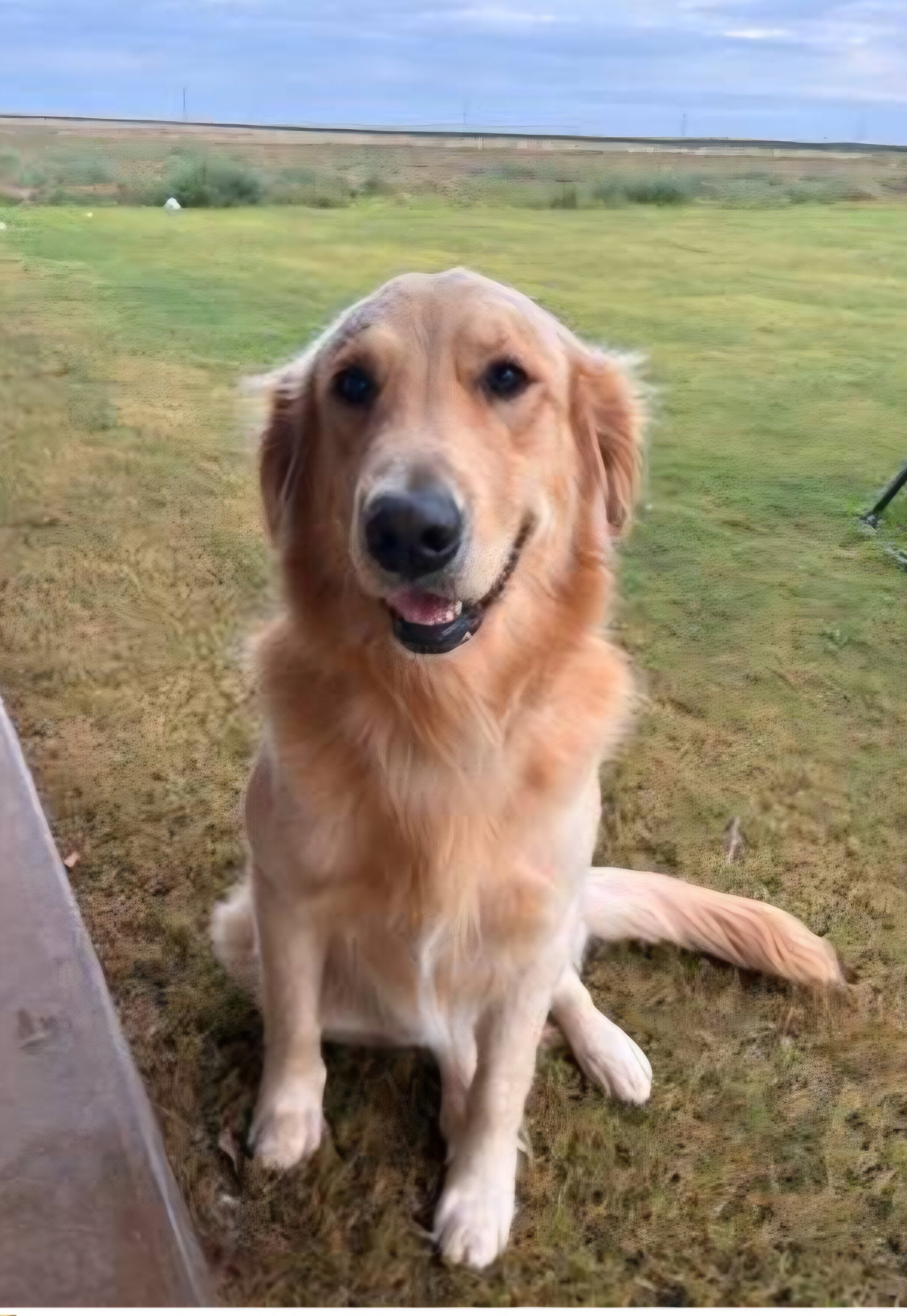 Golden Retriever 2 year old male image 1