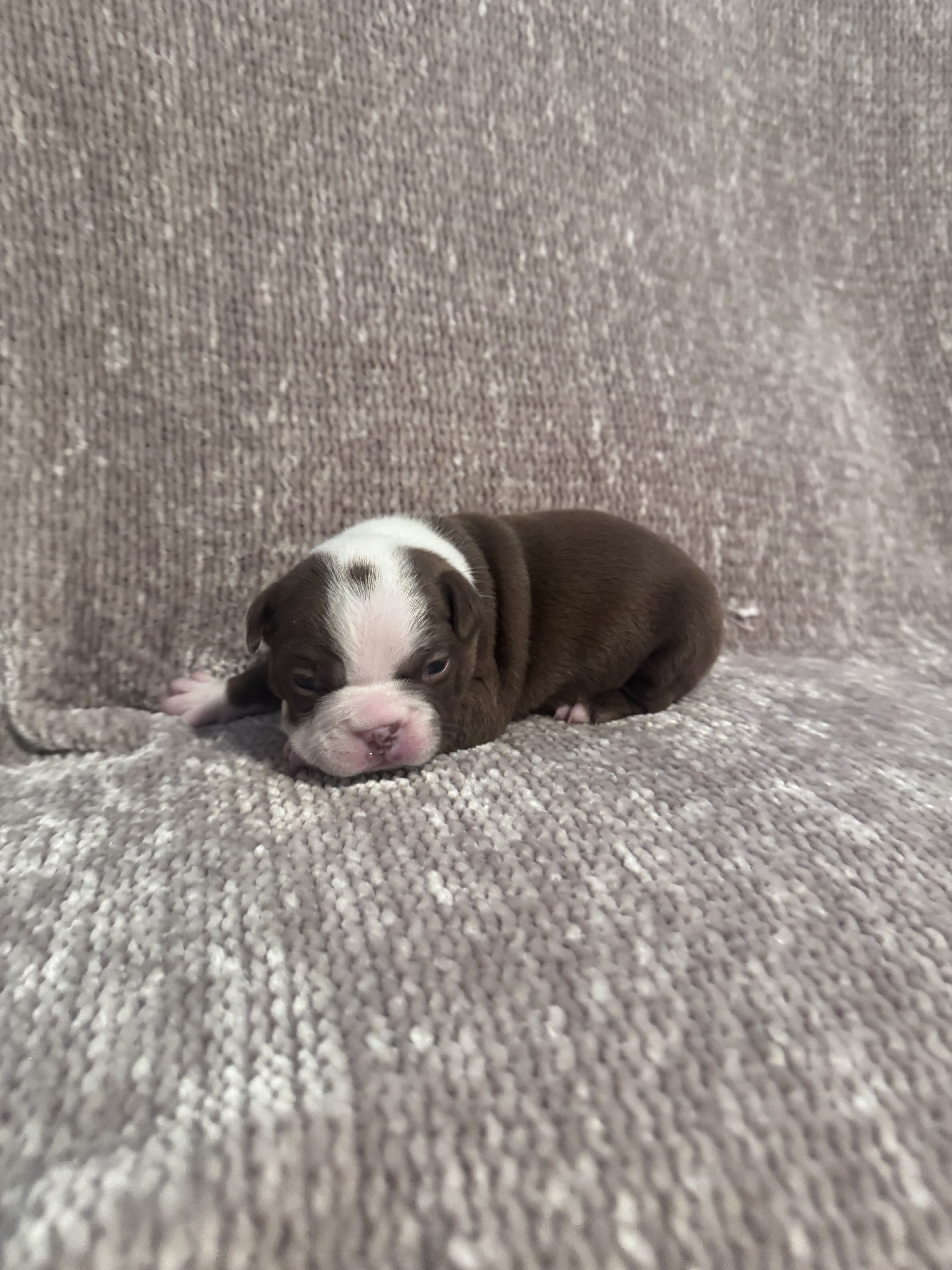 AKC Registered Boston Terrier Puppies image 4