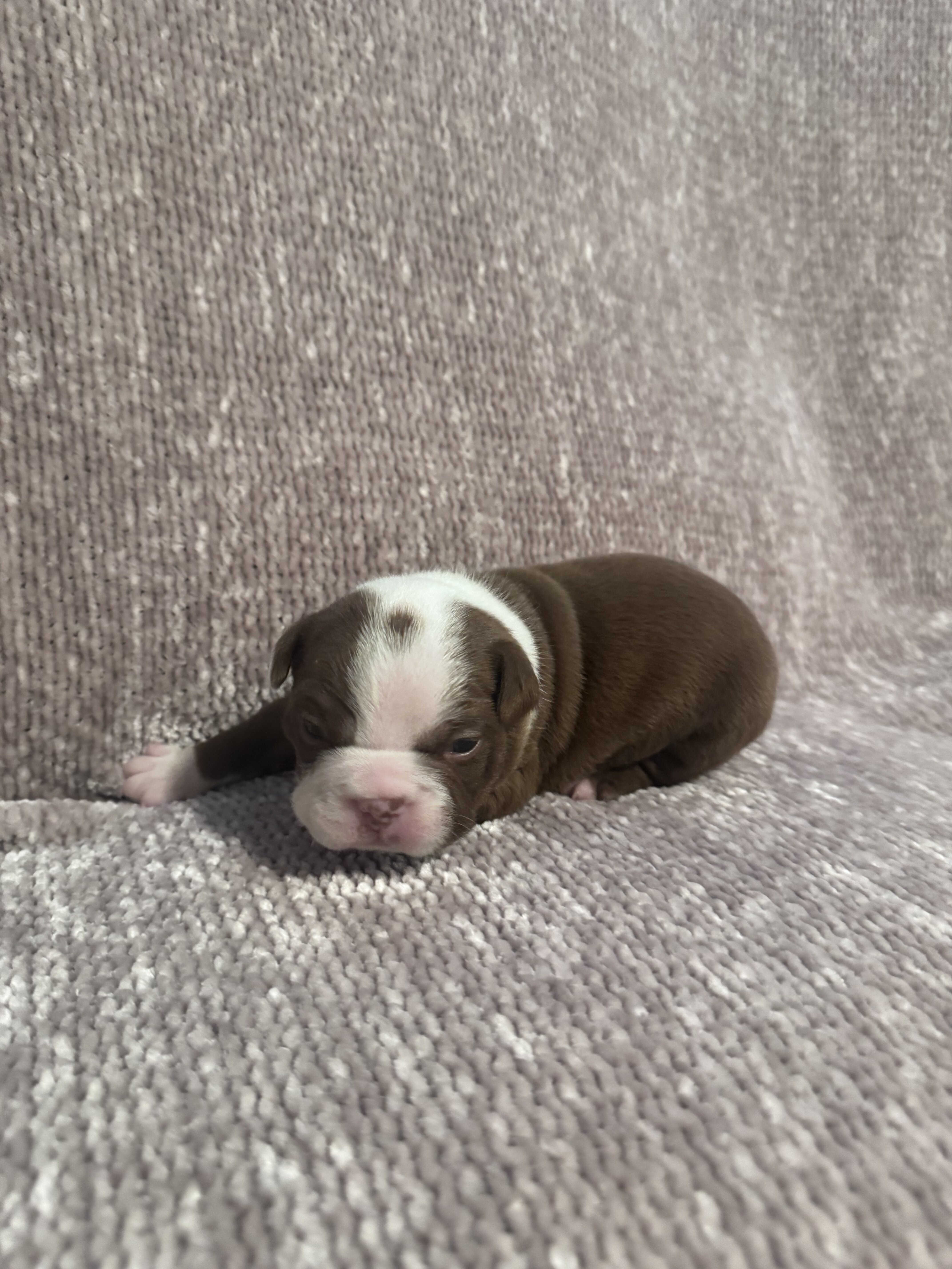 AKC Registered Boston Terrier Puppies image 3