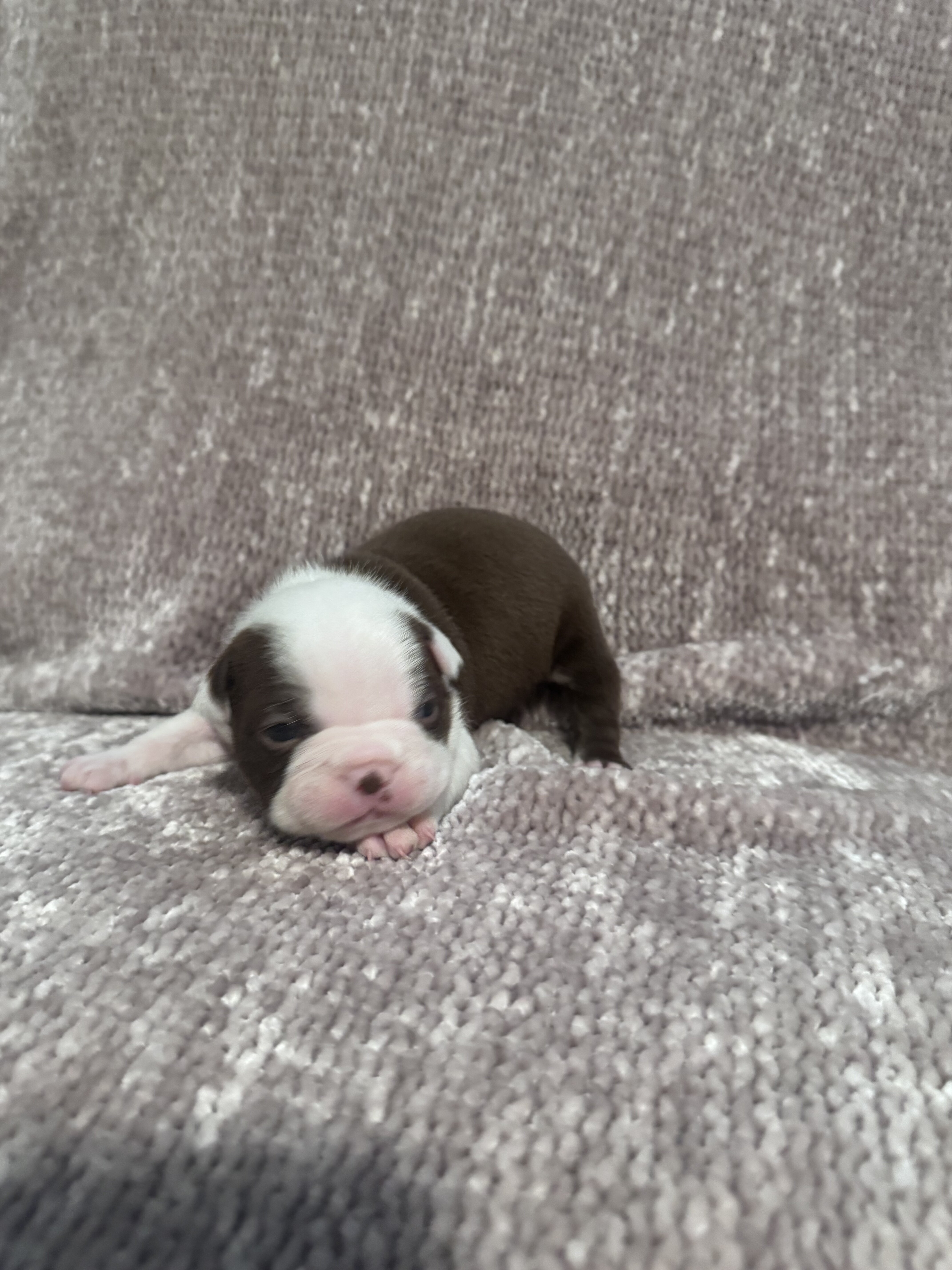 AKC Registered Boston Terrier Puppies image 1