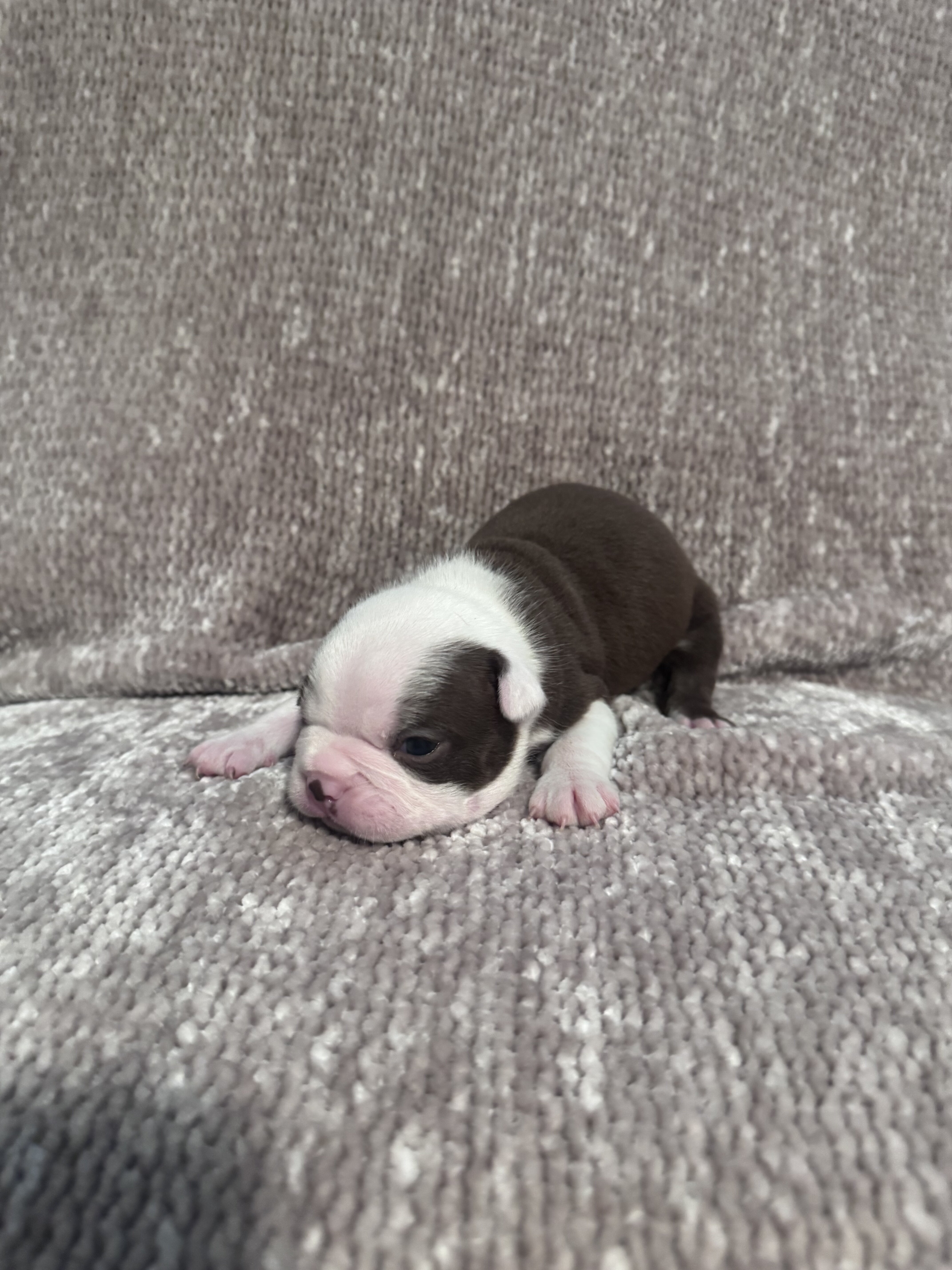 AKC Registered Boston Terrier Puppies image 2