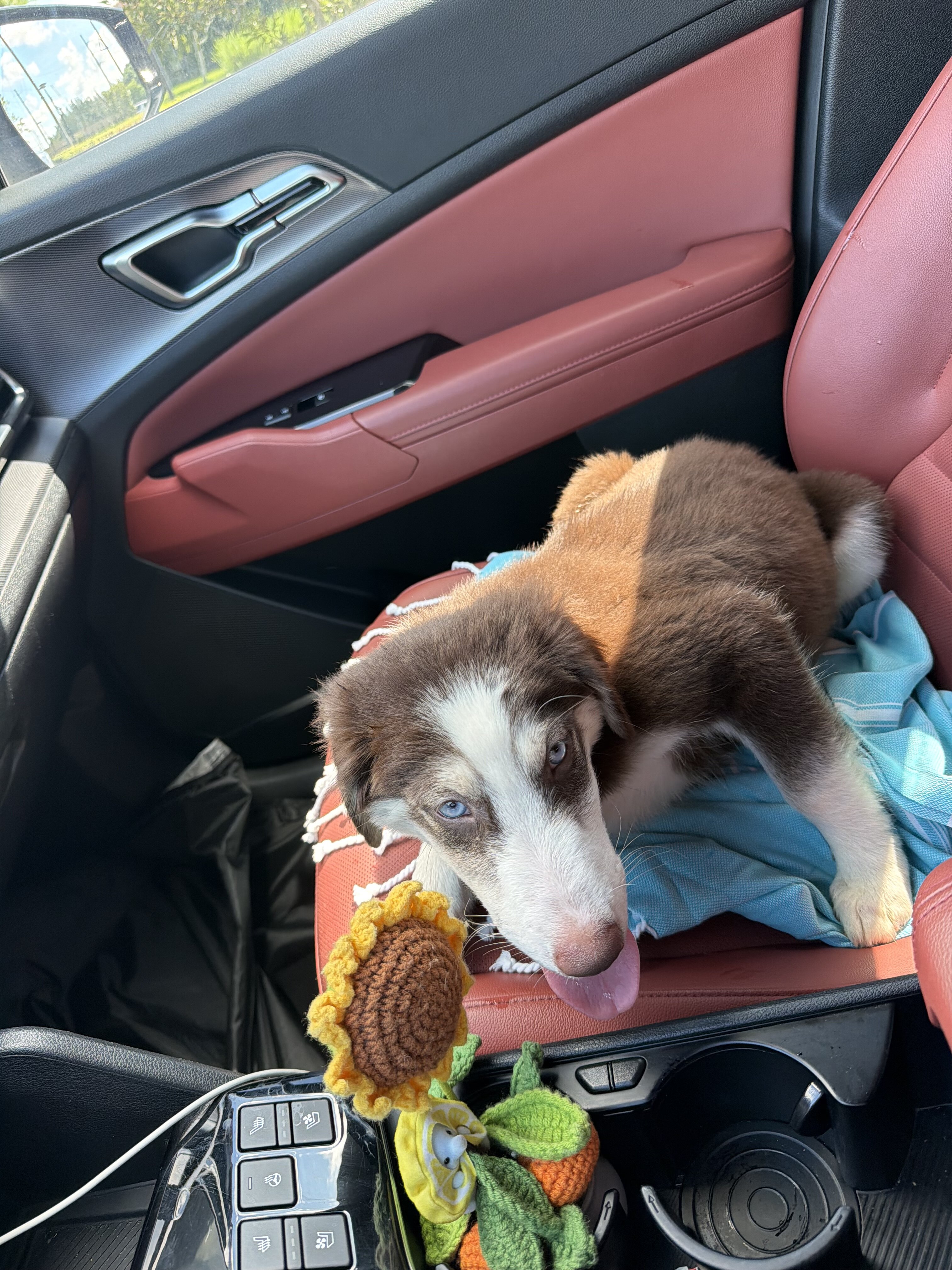 Santo/Golden Retriever/Husky image 5