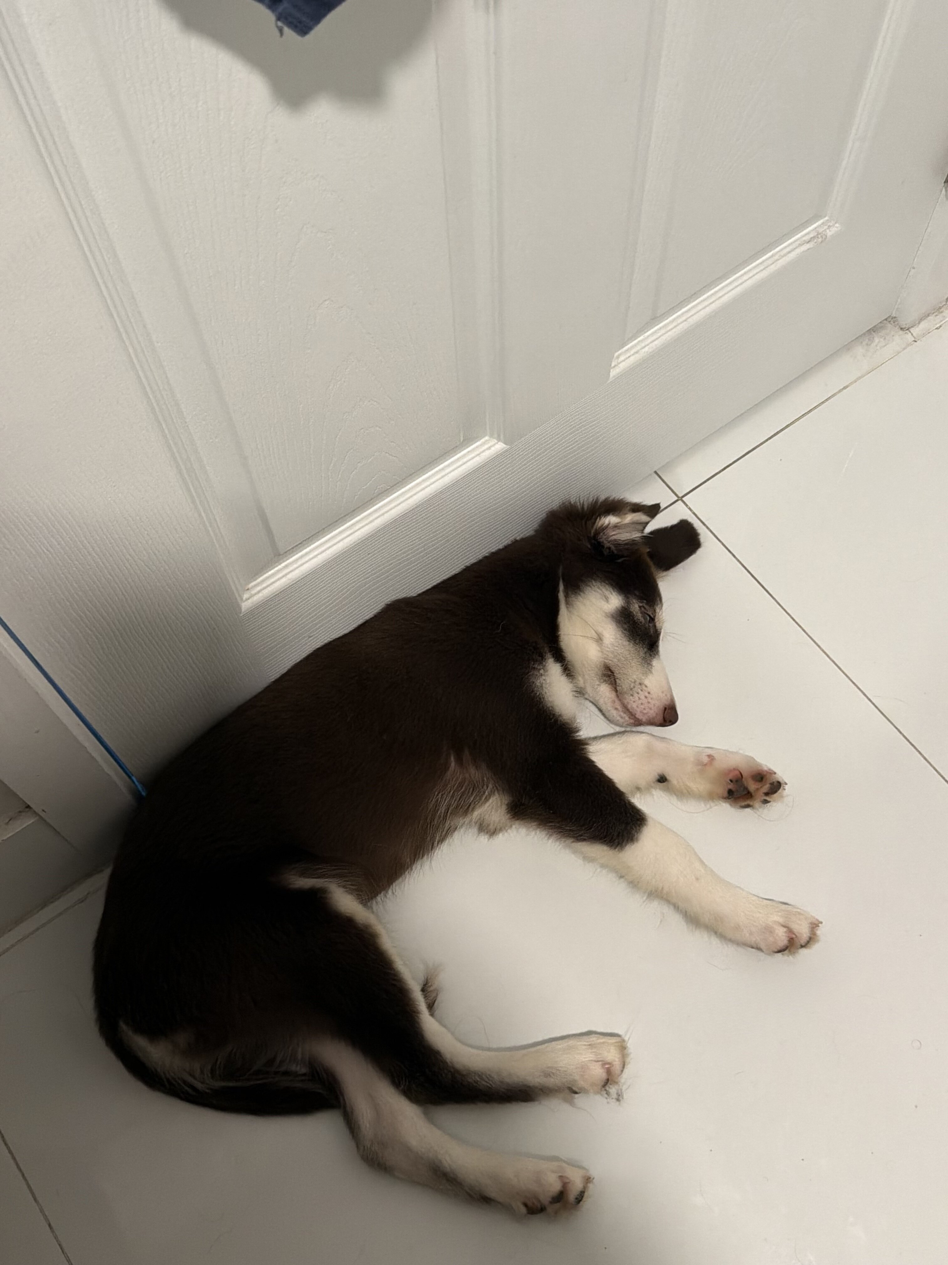Santo/Golden Retriever/Husky image 4