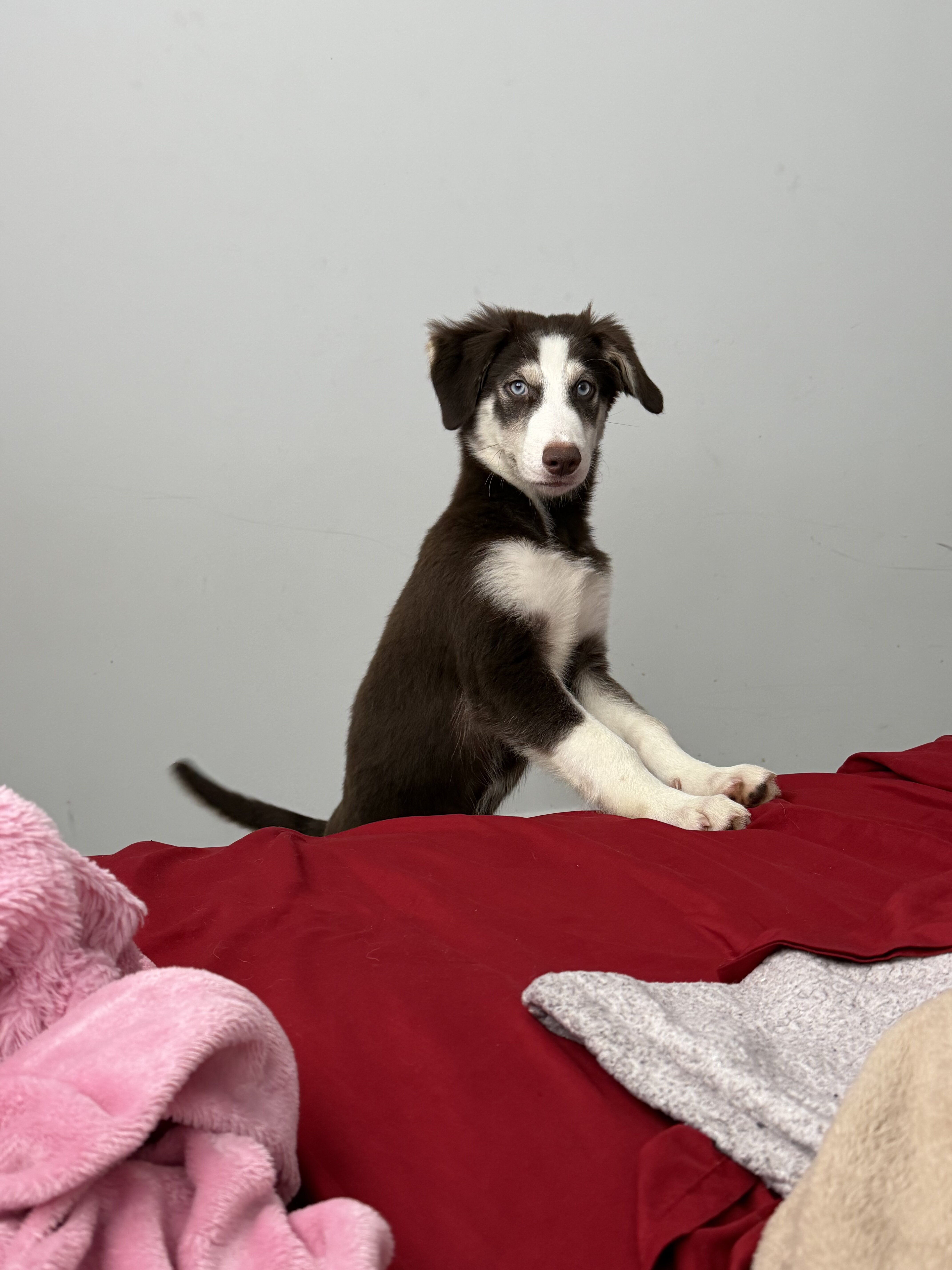 Santo/Golden Retriever/Husky image 3