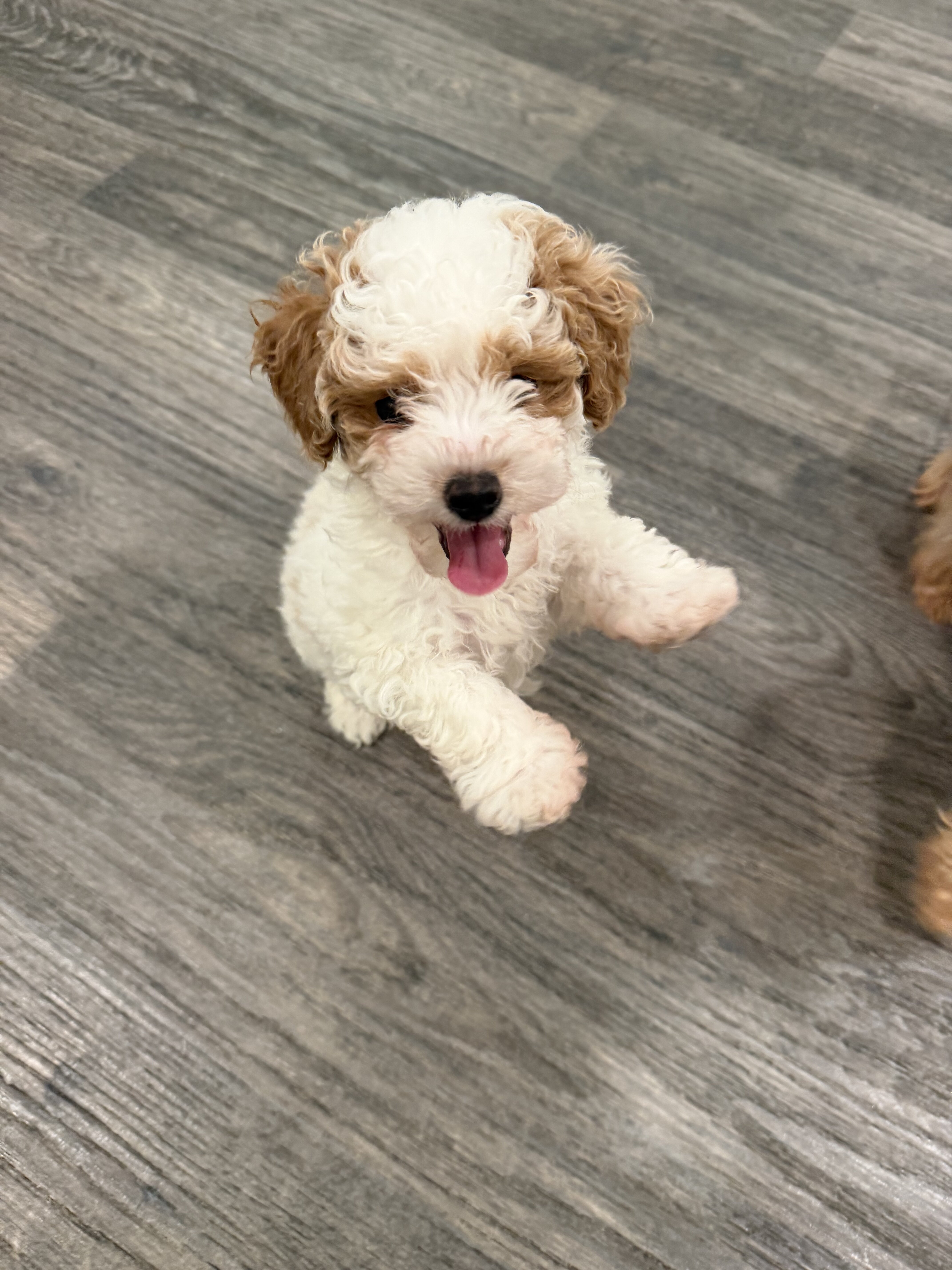 Maltipoo image 1