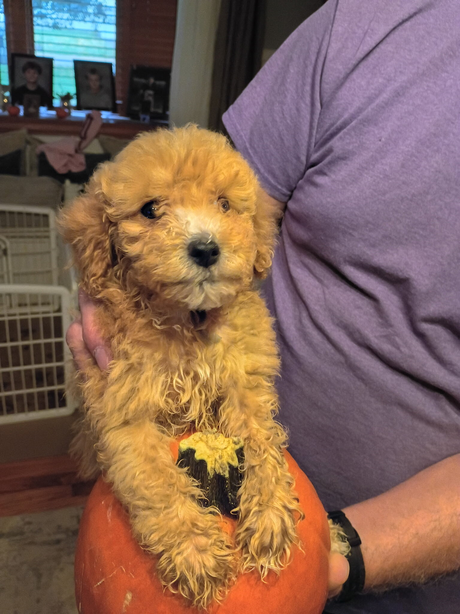 Bishpoo puppies image 4