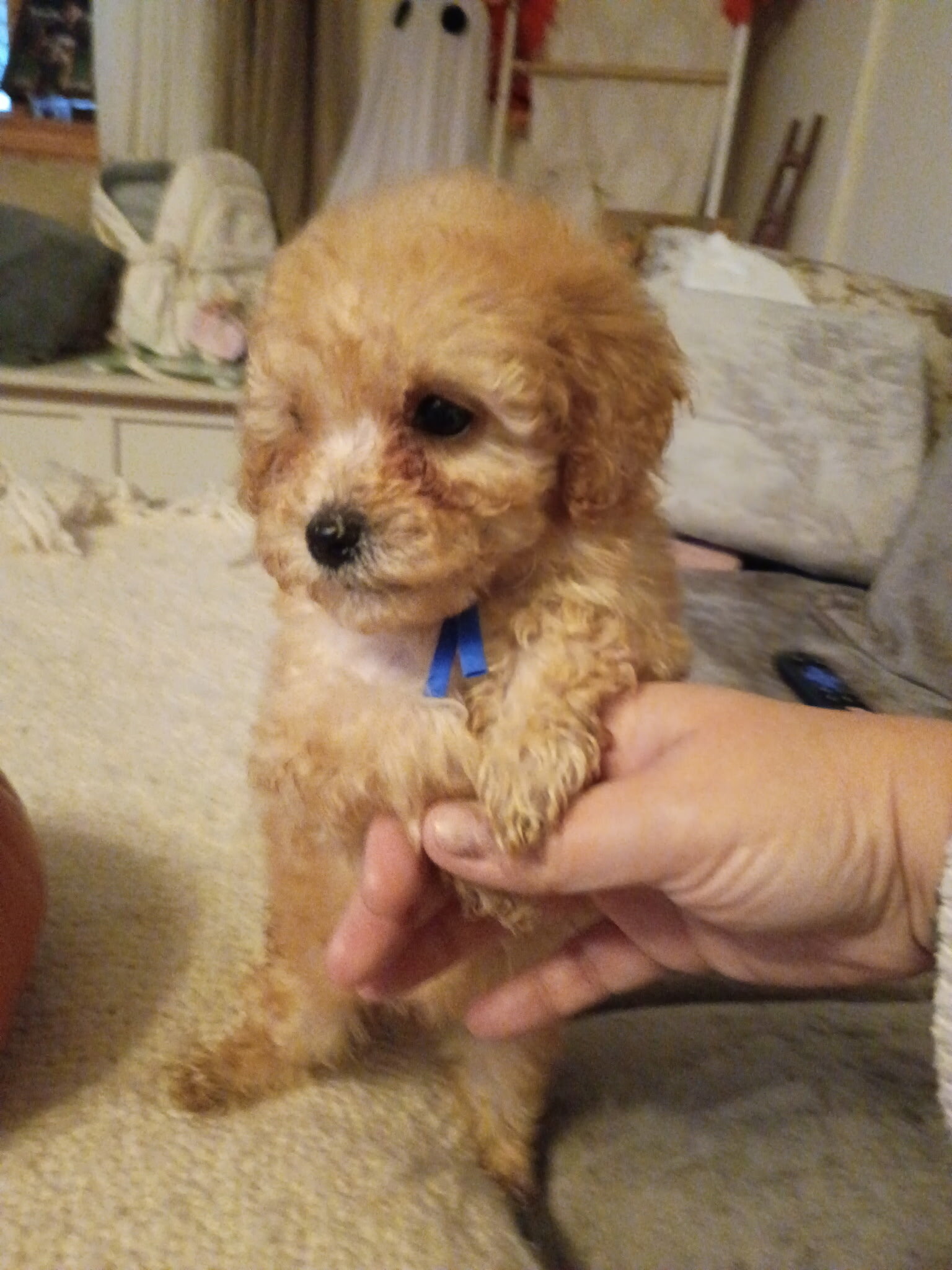 Bishpoo puppies image 3