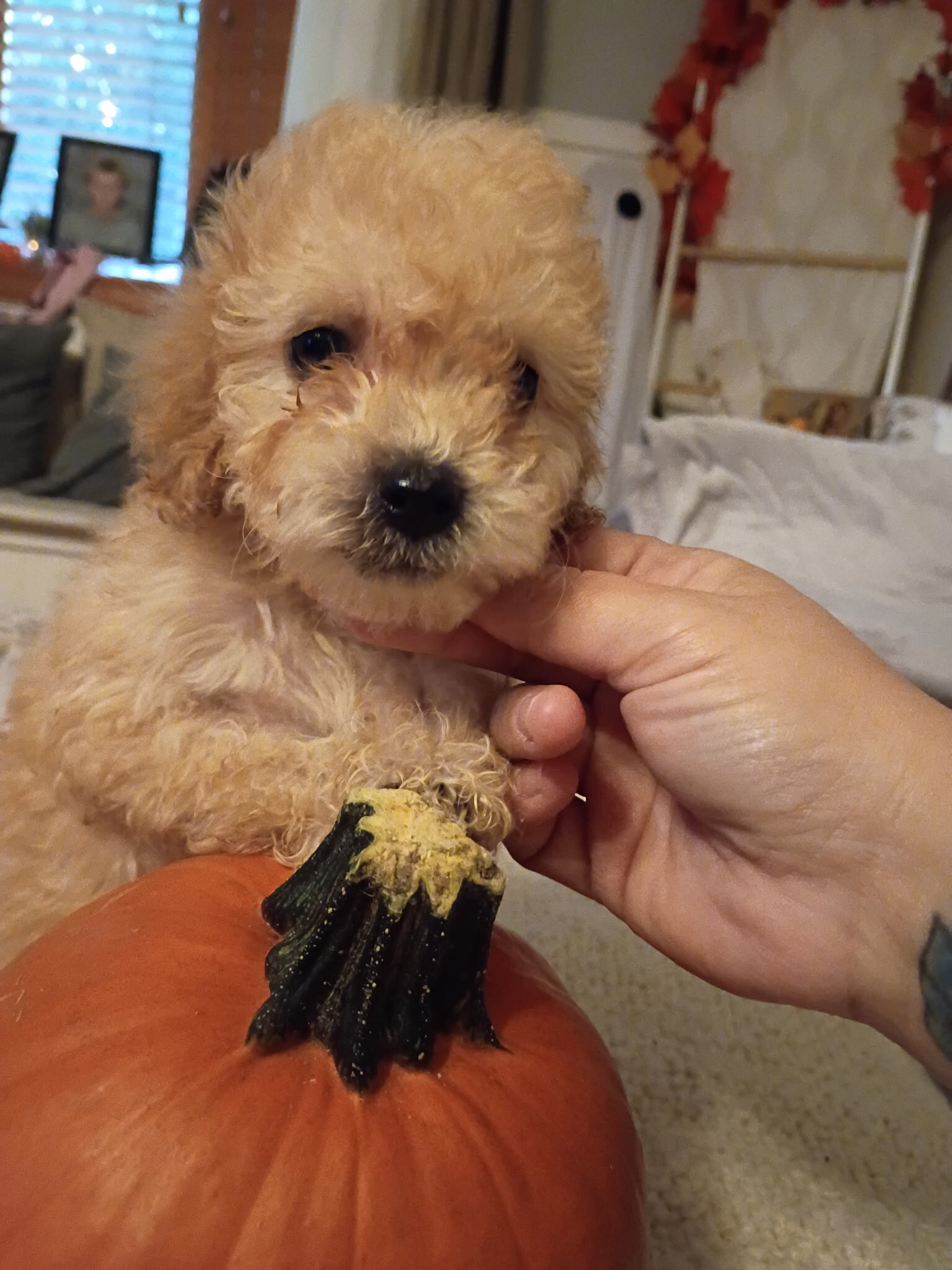 Bishpoo puppies image 2