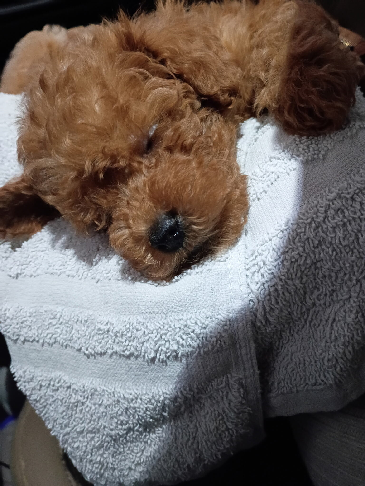 Bishpoo puppies image 1