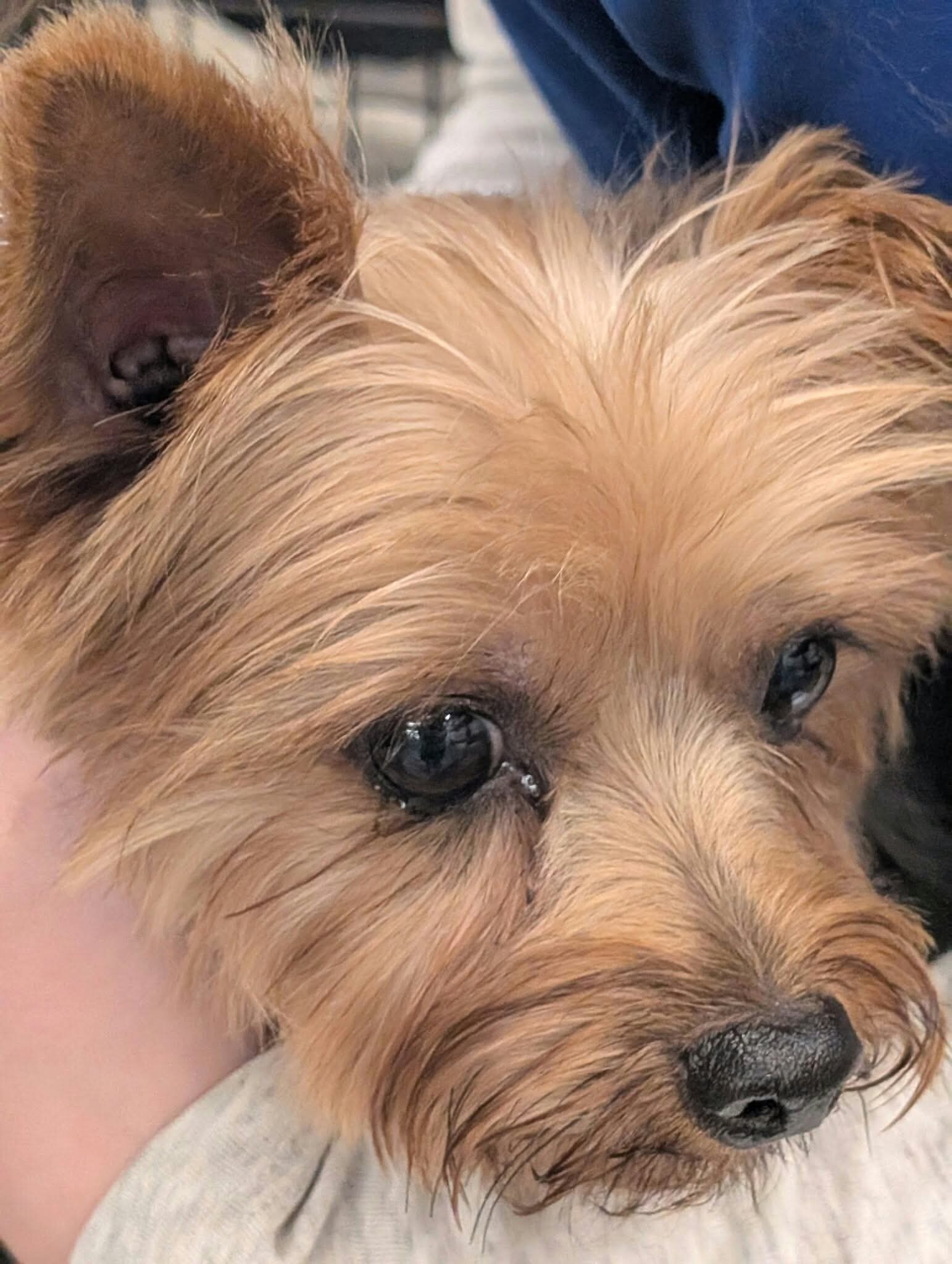 Unneutered 13 lb Yorkie image 6