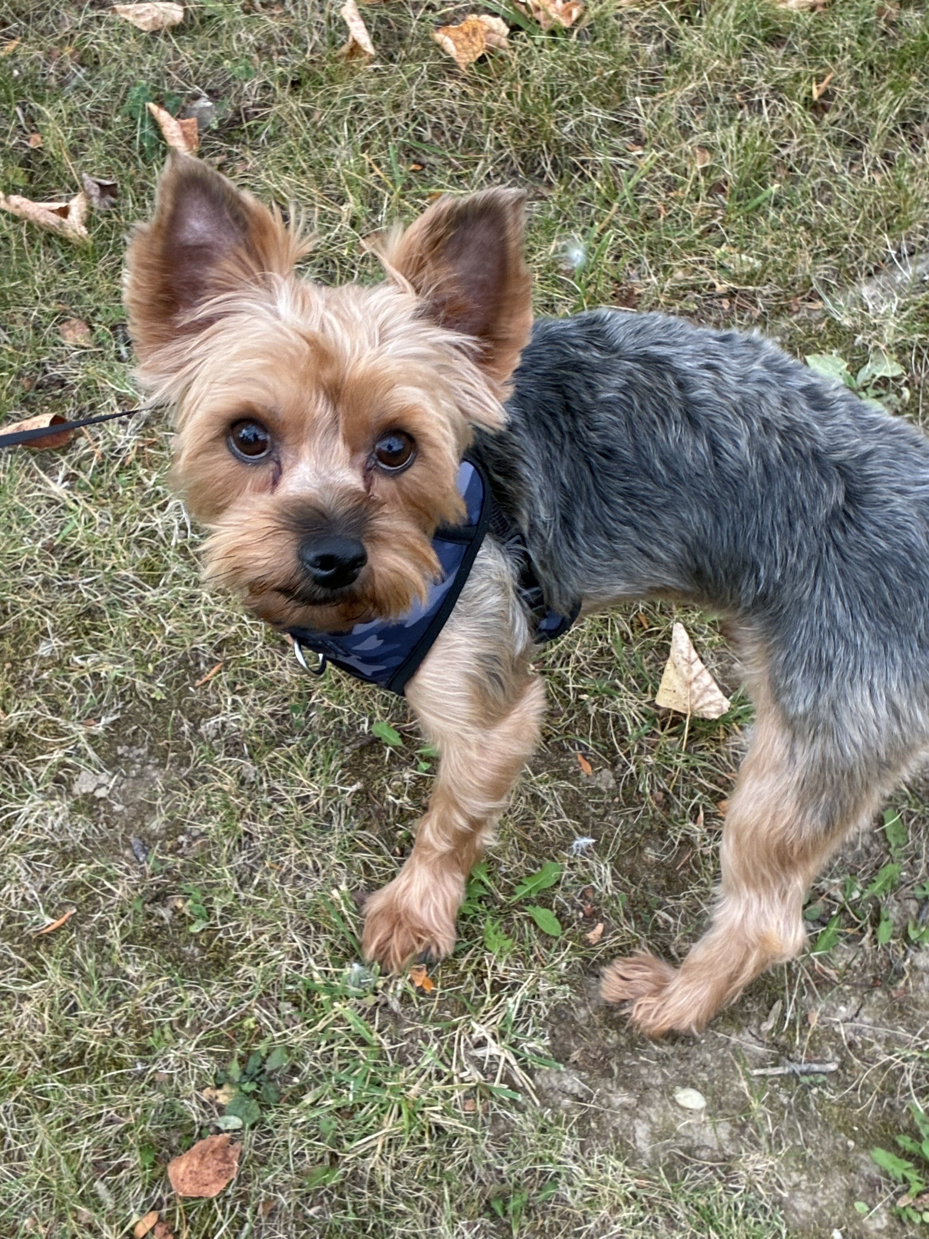 Unneutered 13 lb Yorkie image 2