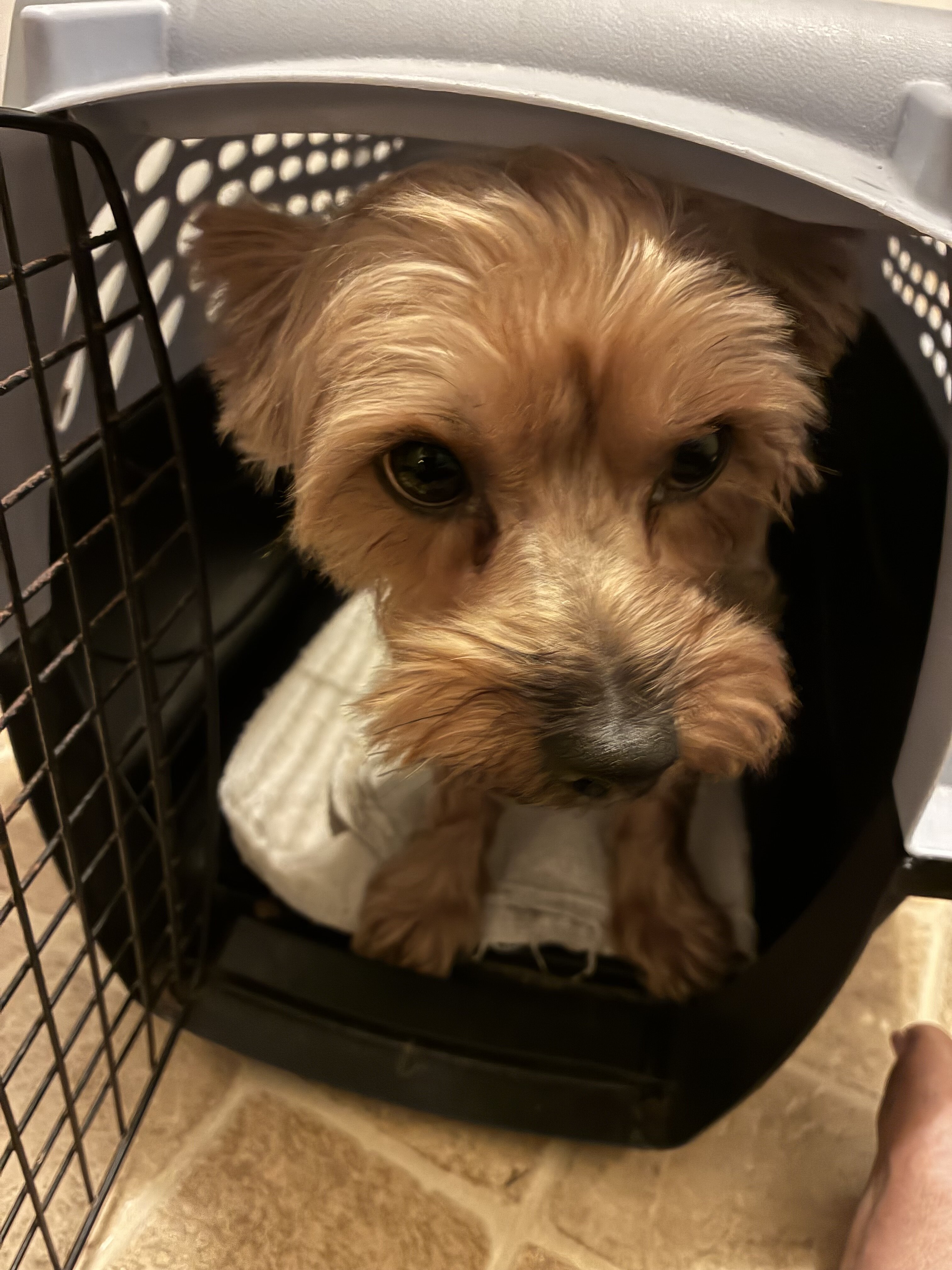 Unneutered 13 lb Yorkie image 3