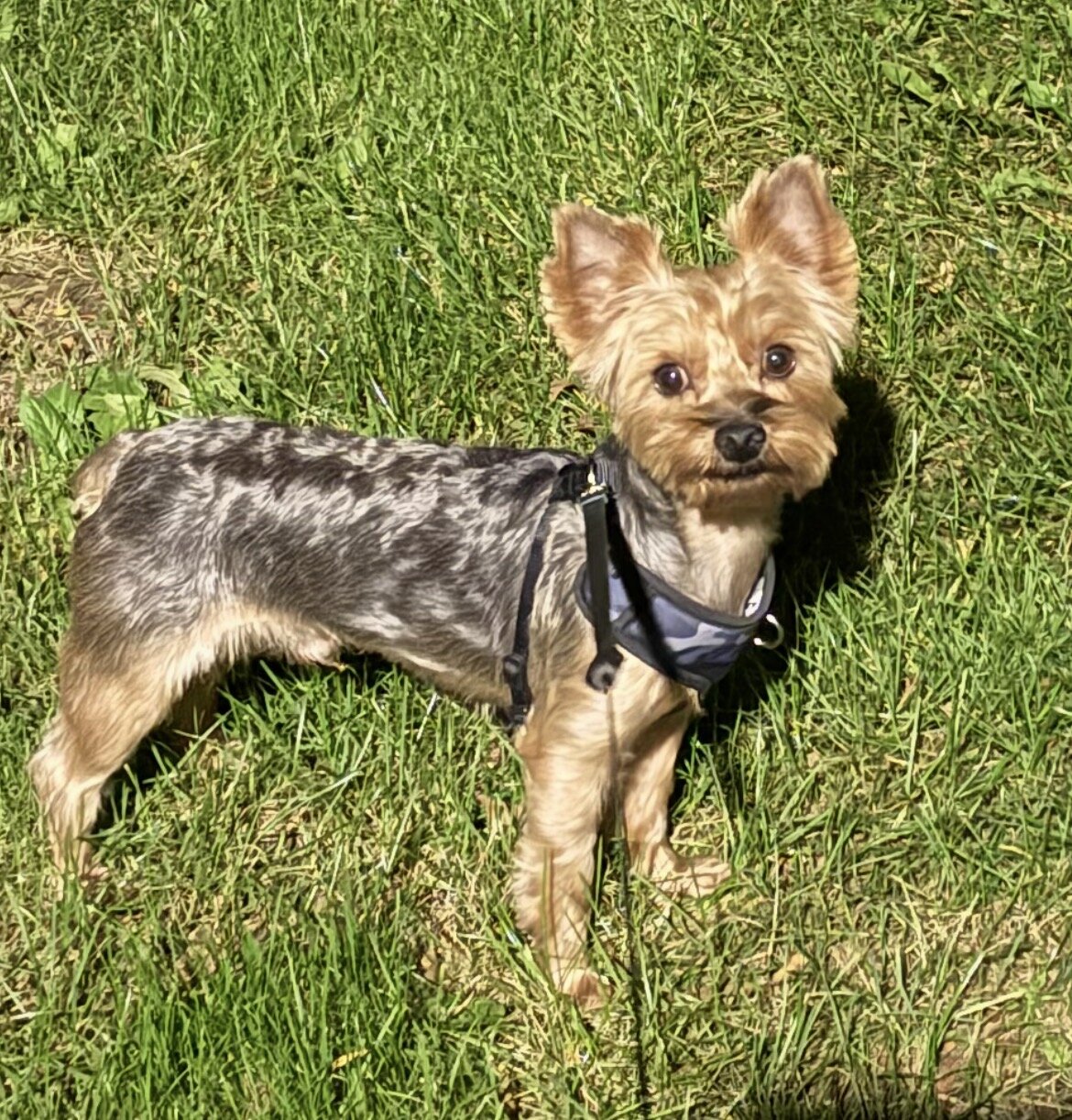 Unneutered 13 lb Yorkie image 5