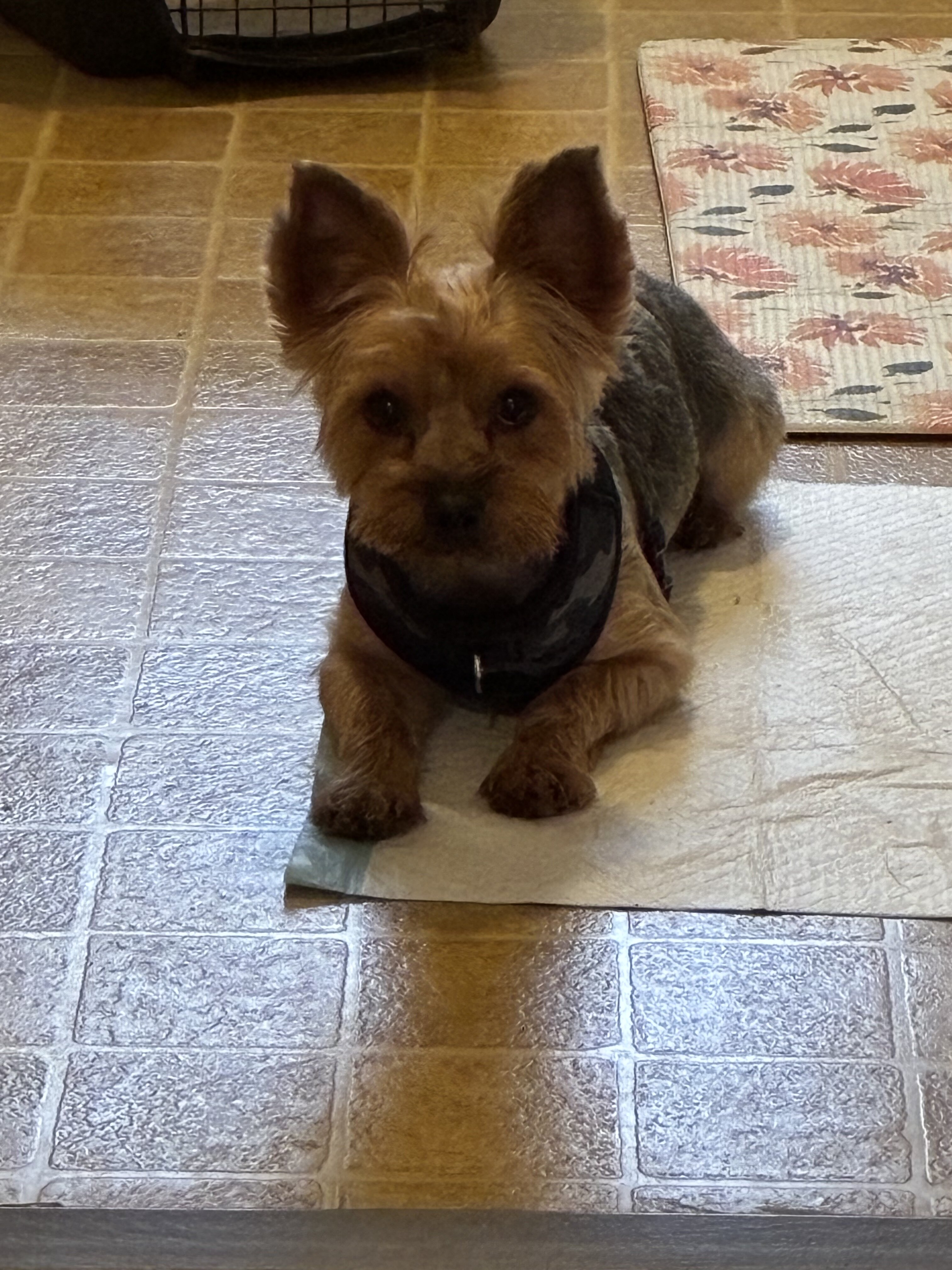 Unneutered 13 lb Yorkie image 4