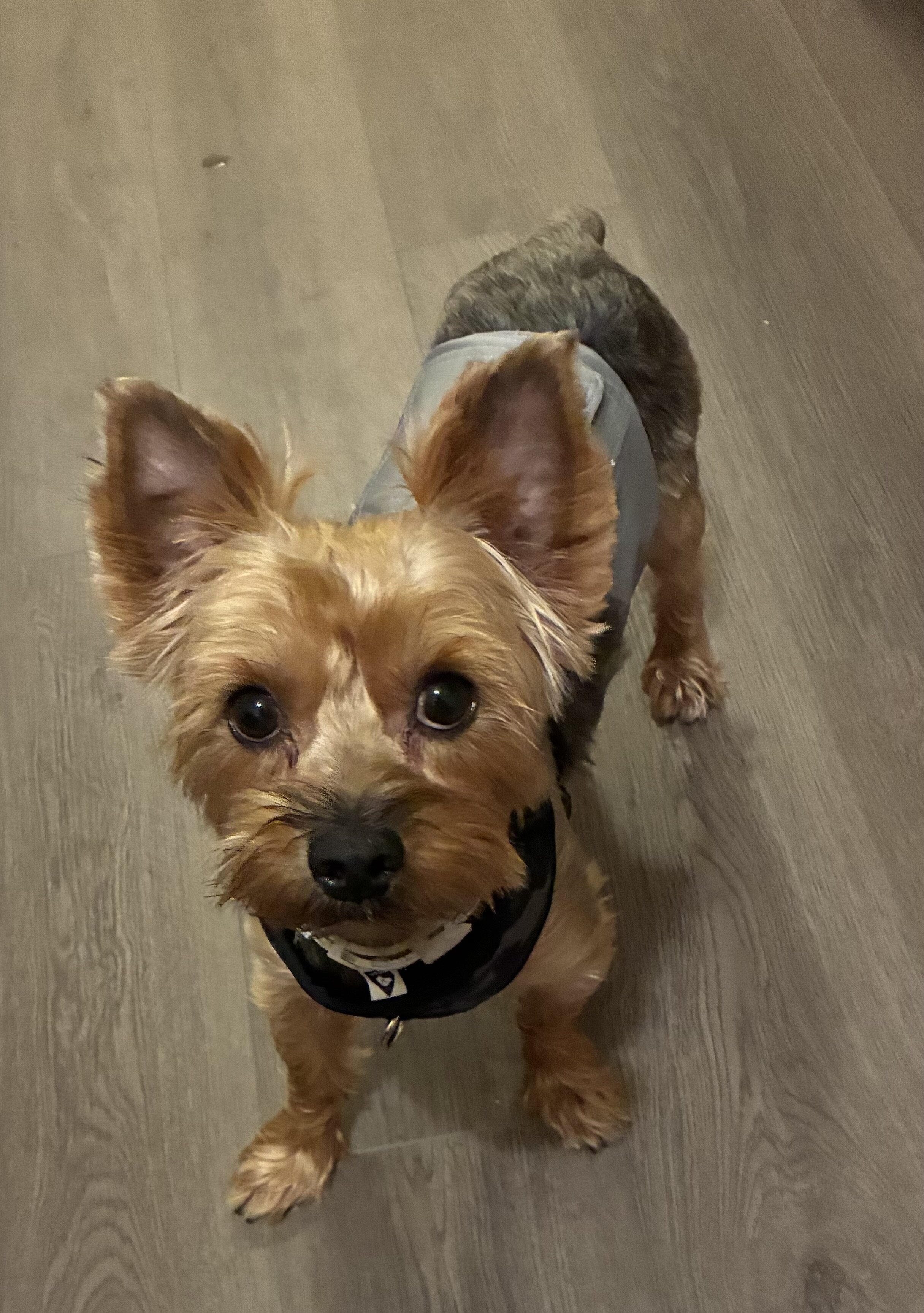 Unneutered 13 lb Yorkie image 1