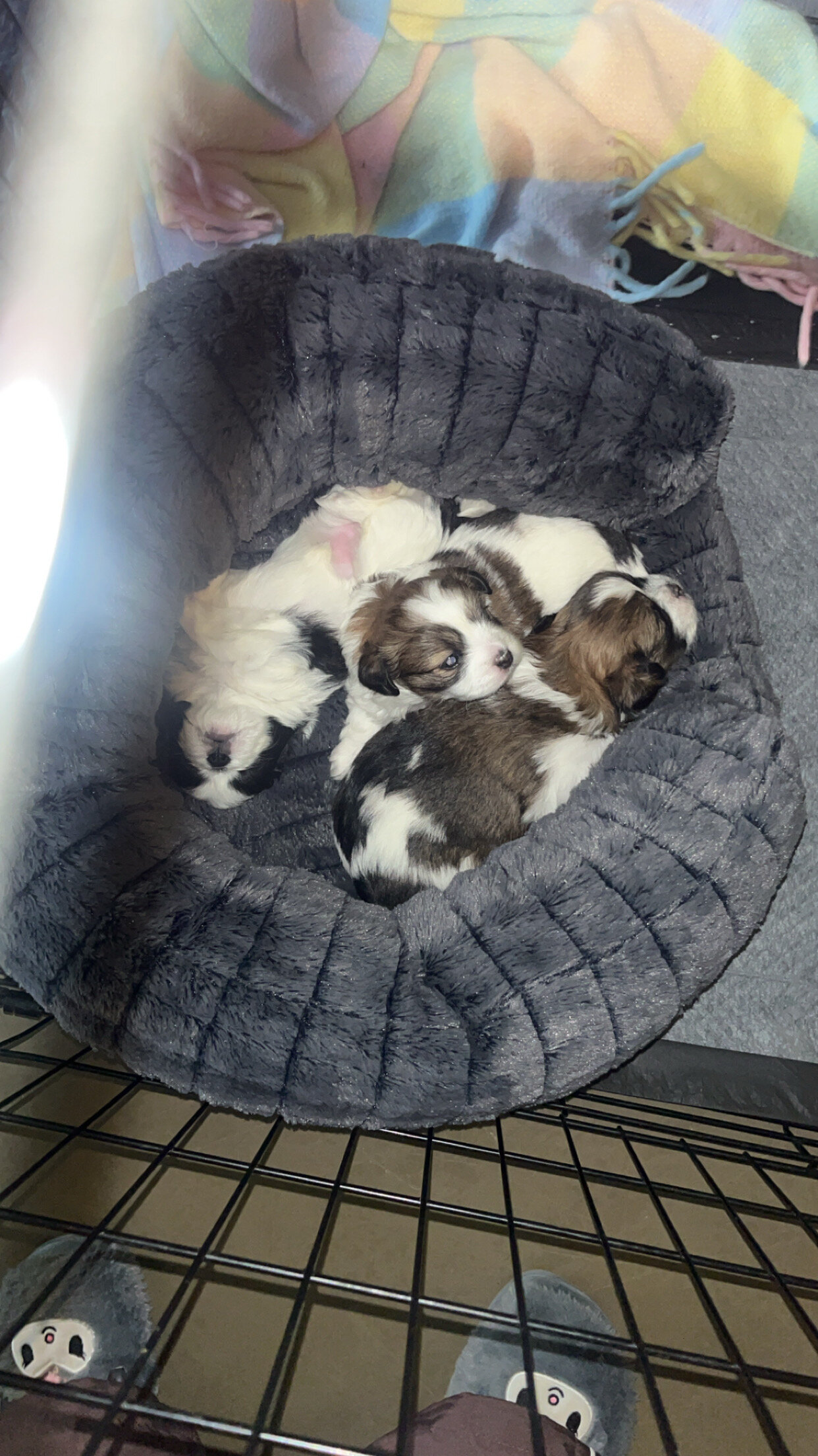 Pomeranian × Shih Tzu Puppy image 3
