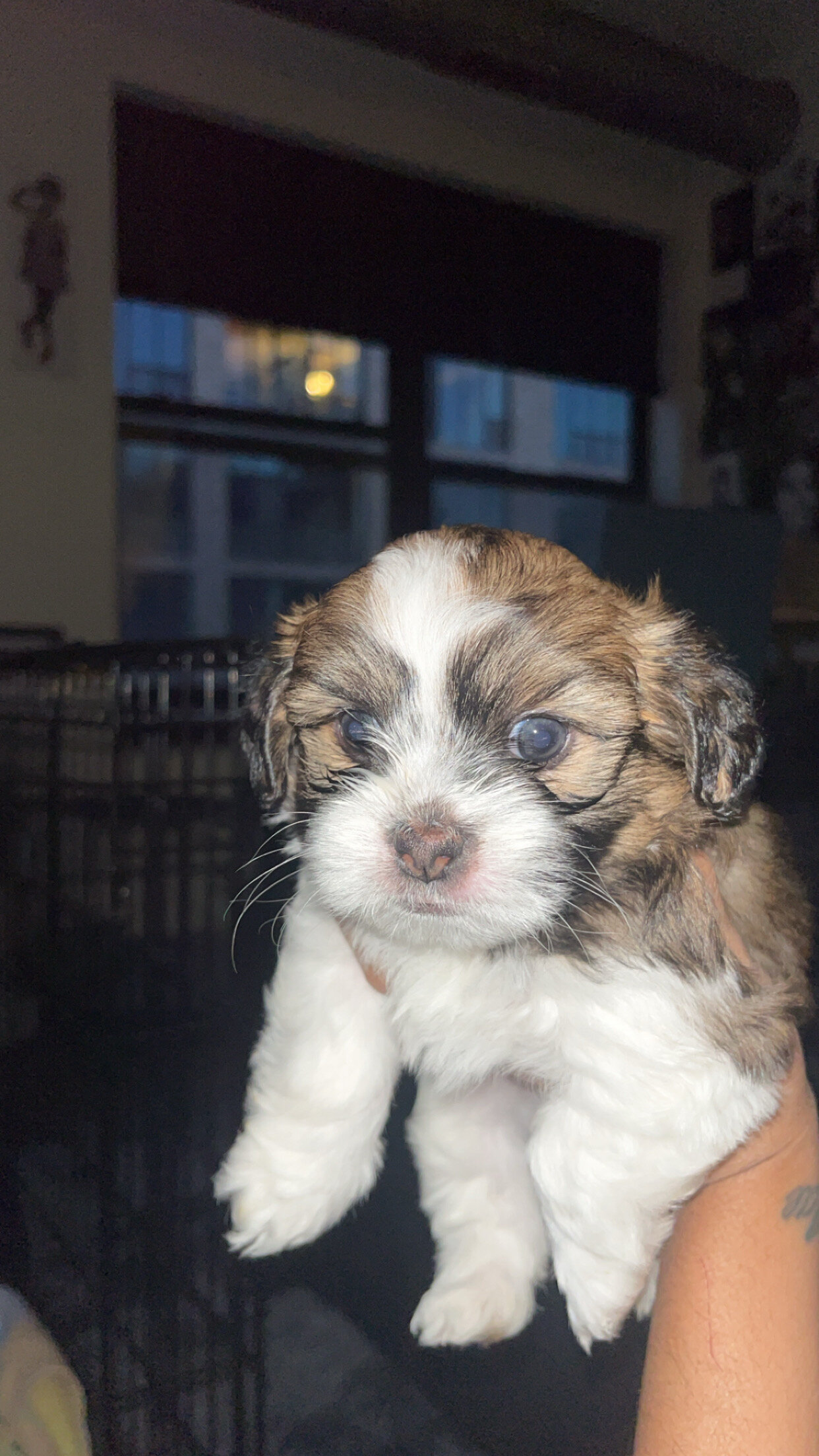 Pomeranian × Shih Tzu Puppy image 1