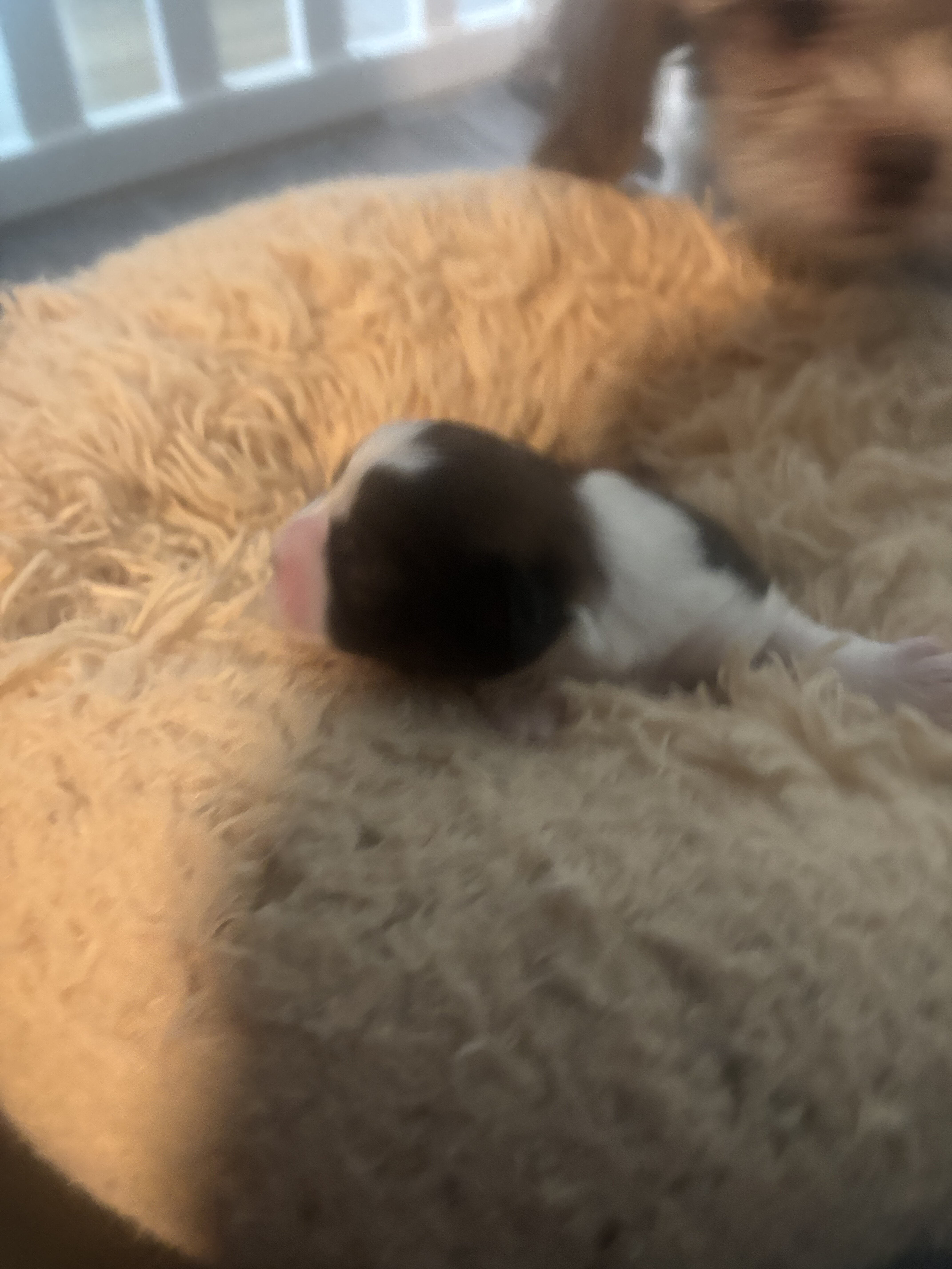 Pomeranian × Shih Tzu Puppy image 5