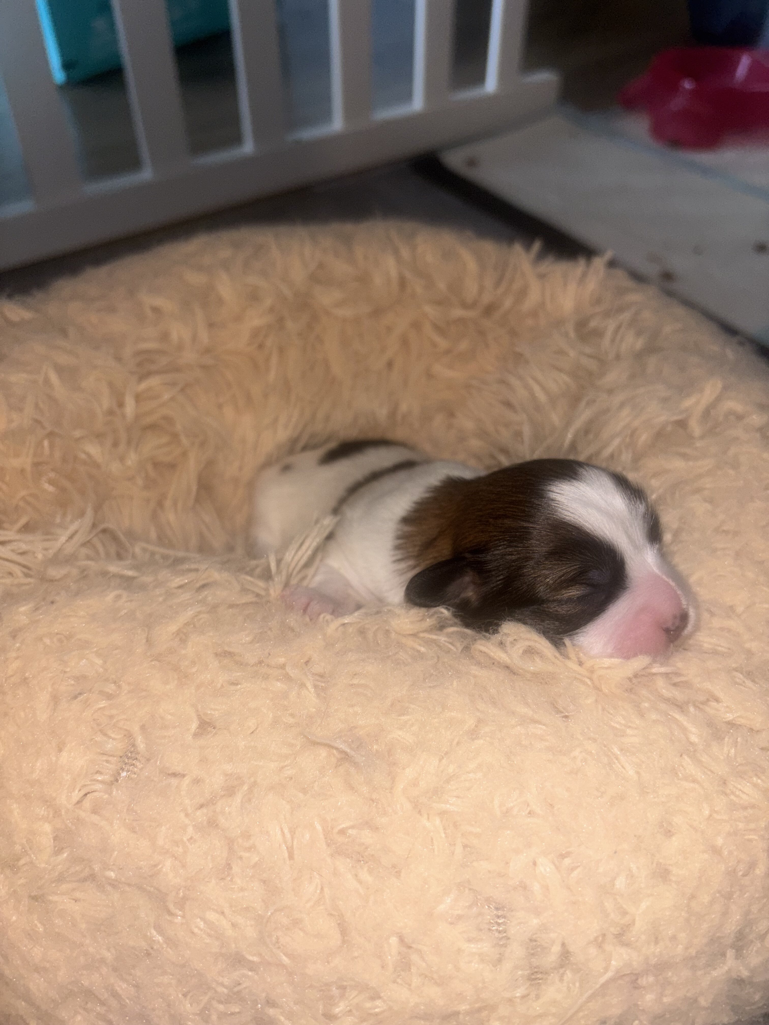 Pomeranian × Shih Tzu Puppy image 4