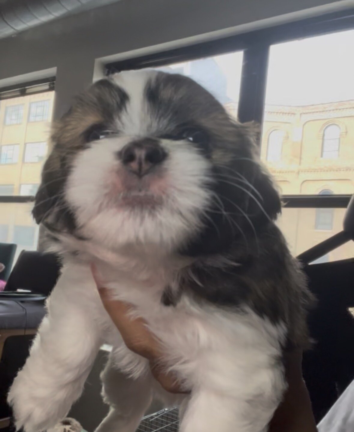 Pomeranian × Shih Tzu Puppy image 2