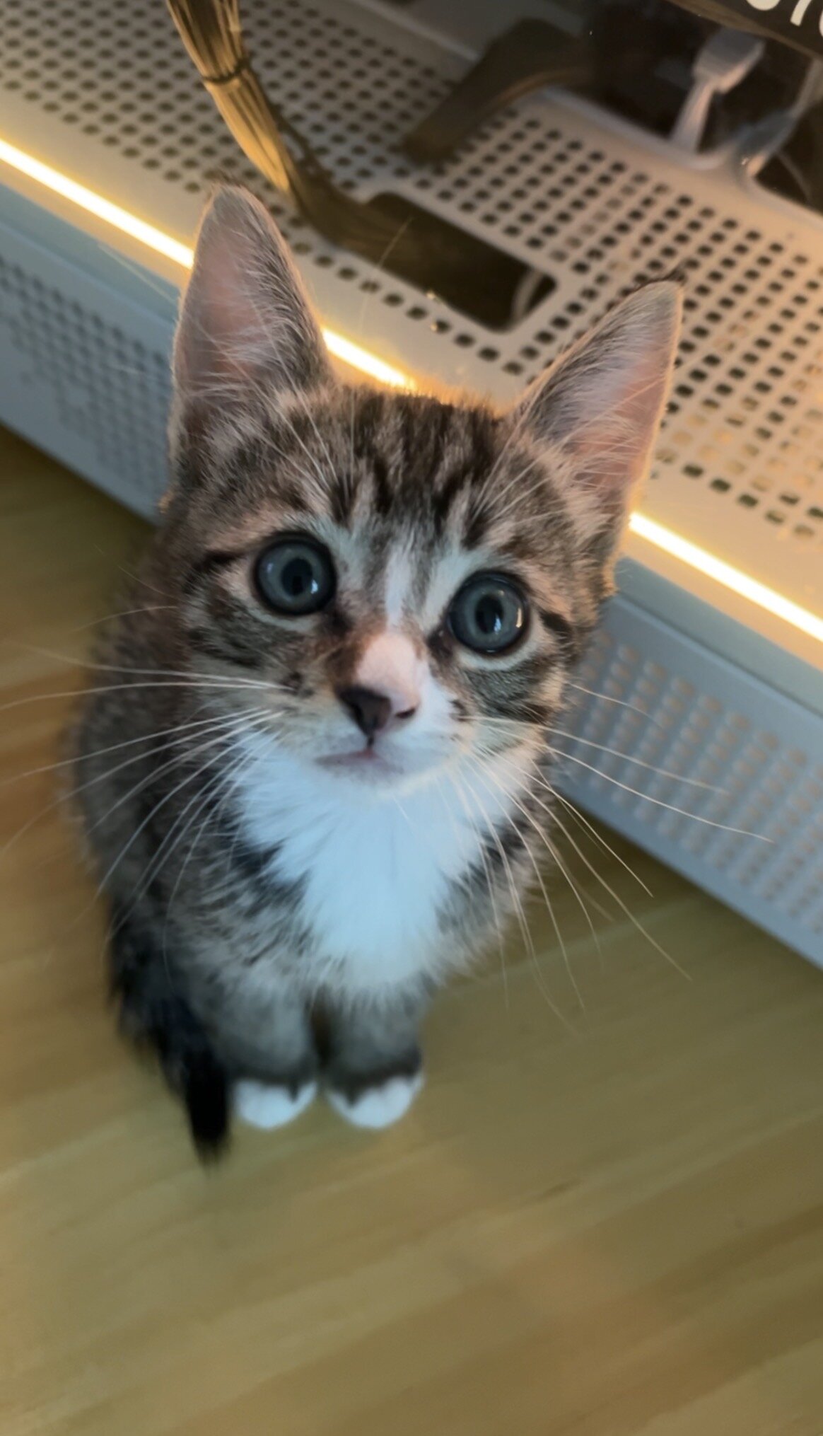 Cute Kitten image 1