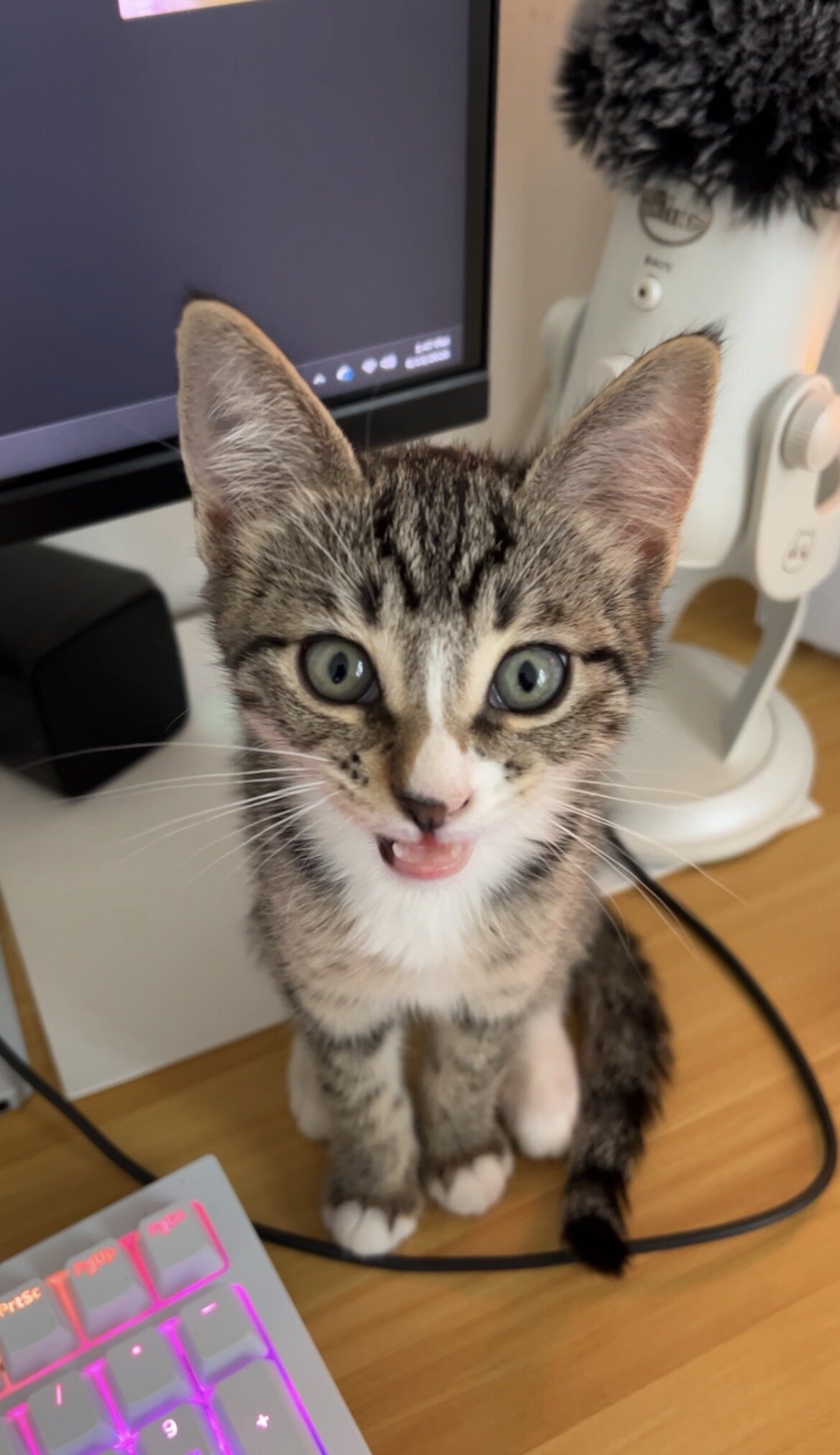 Cute Kitten image 8