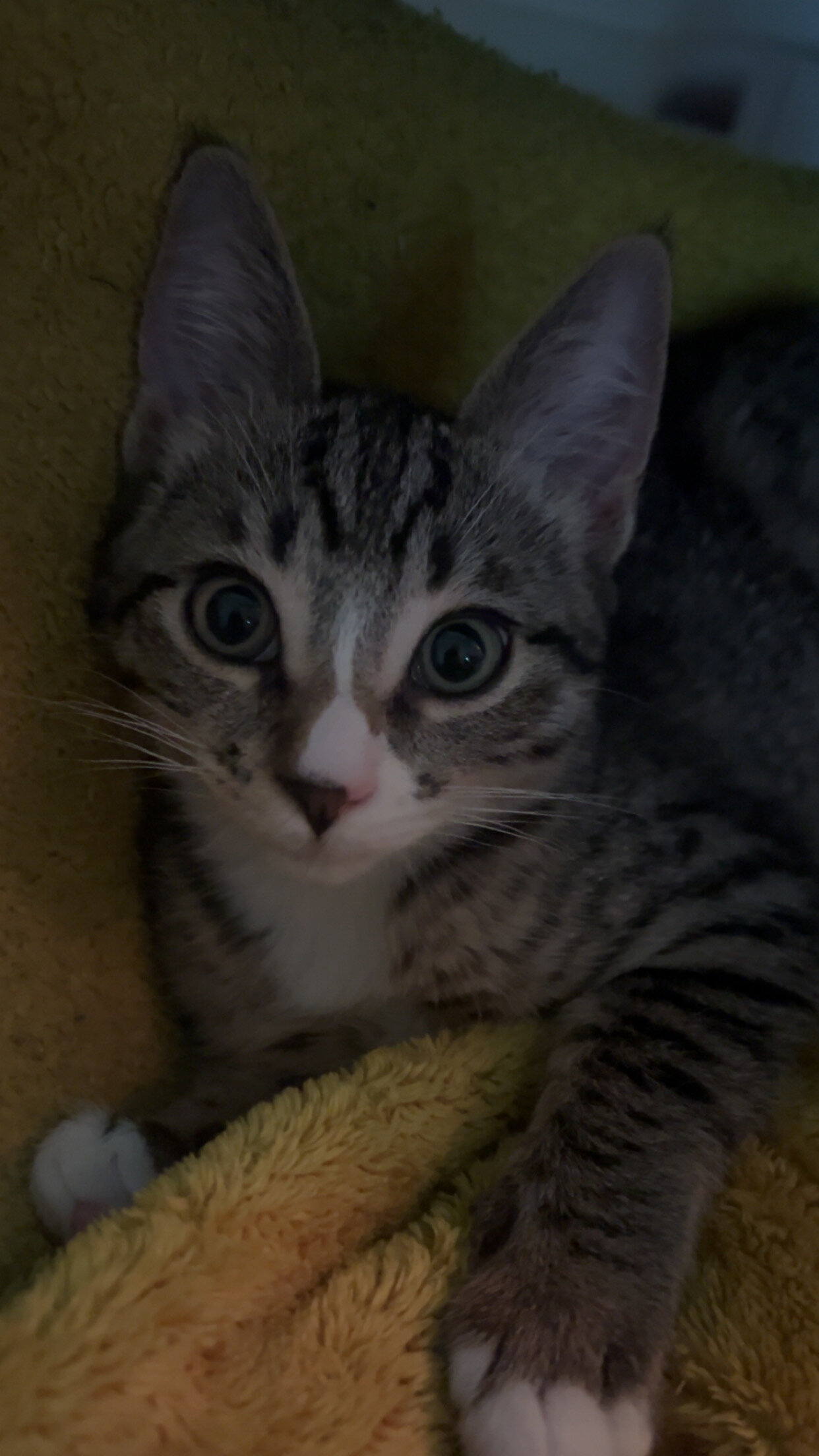 Cute Kitten image 7